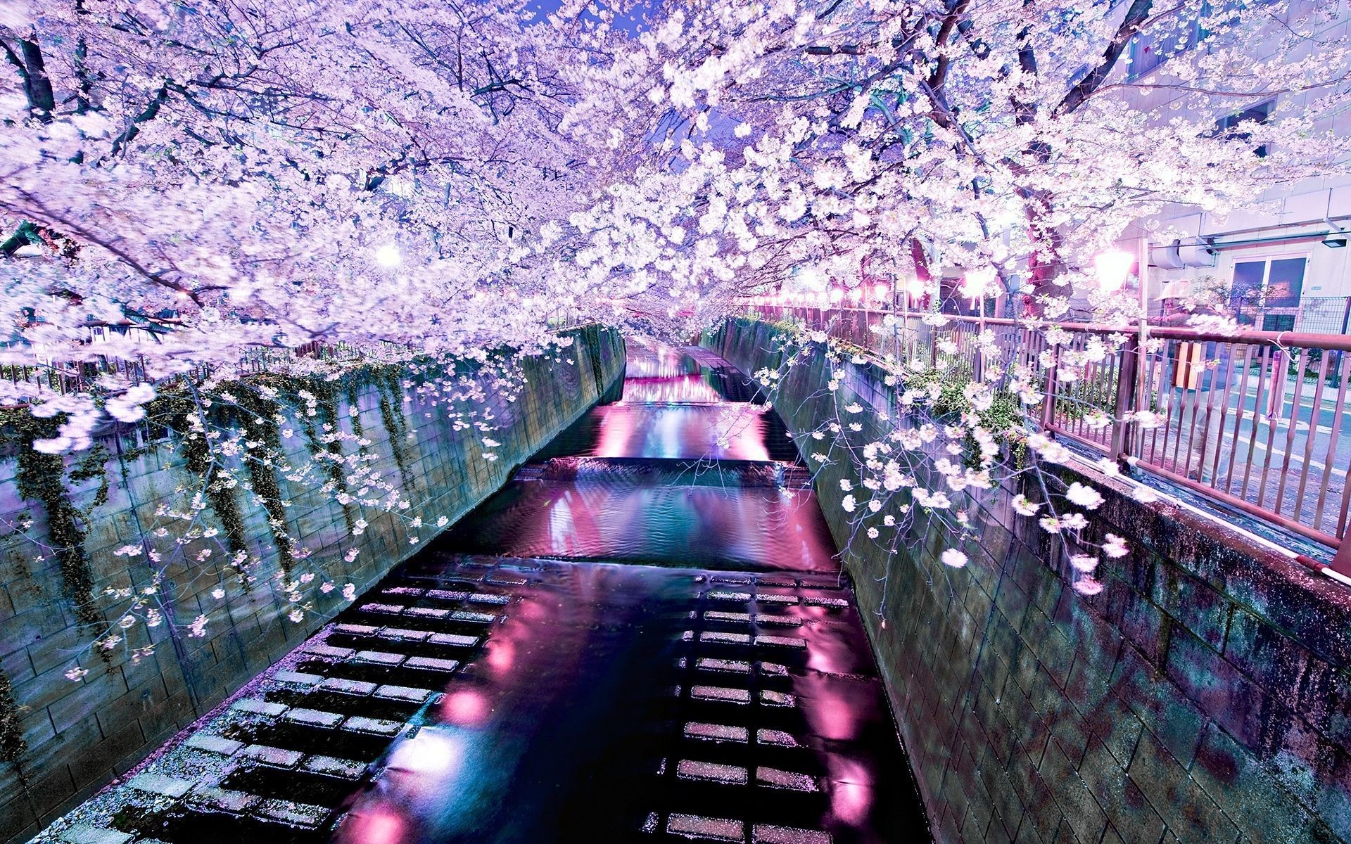 1920x1200 2880x1800 Cherry Blossom Tunnel â¤ 4K HD Desktop Wallpaper for 4K Ultra HD  TV ...">