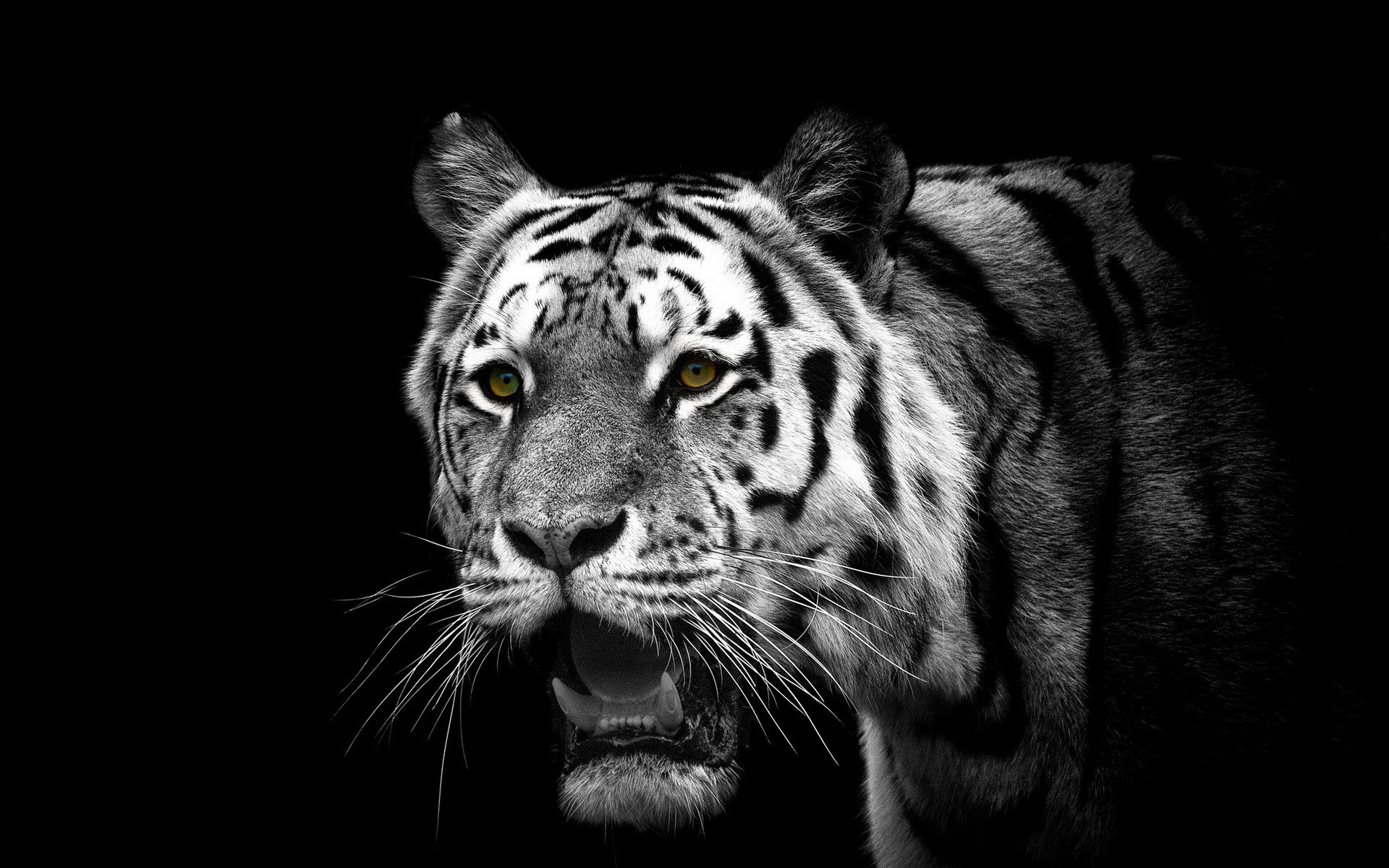 1920x1200 Tablet Compatible - White Tiger HD Quality Wallpapers