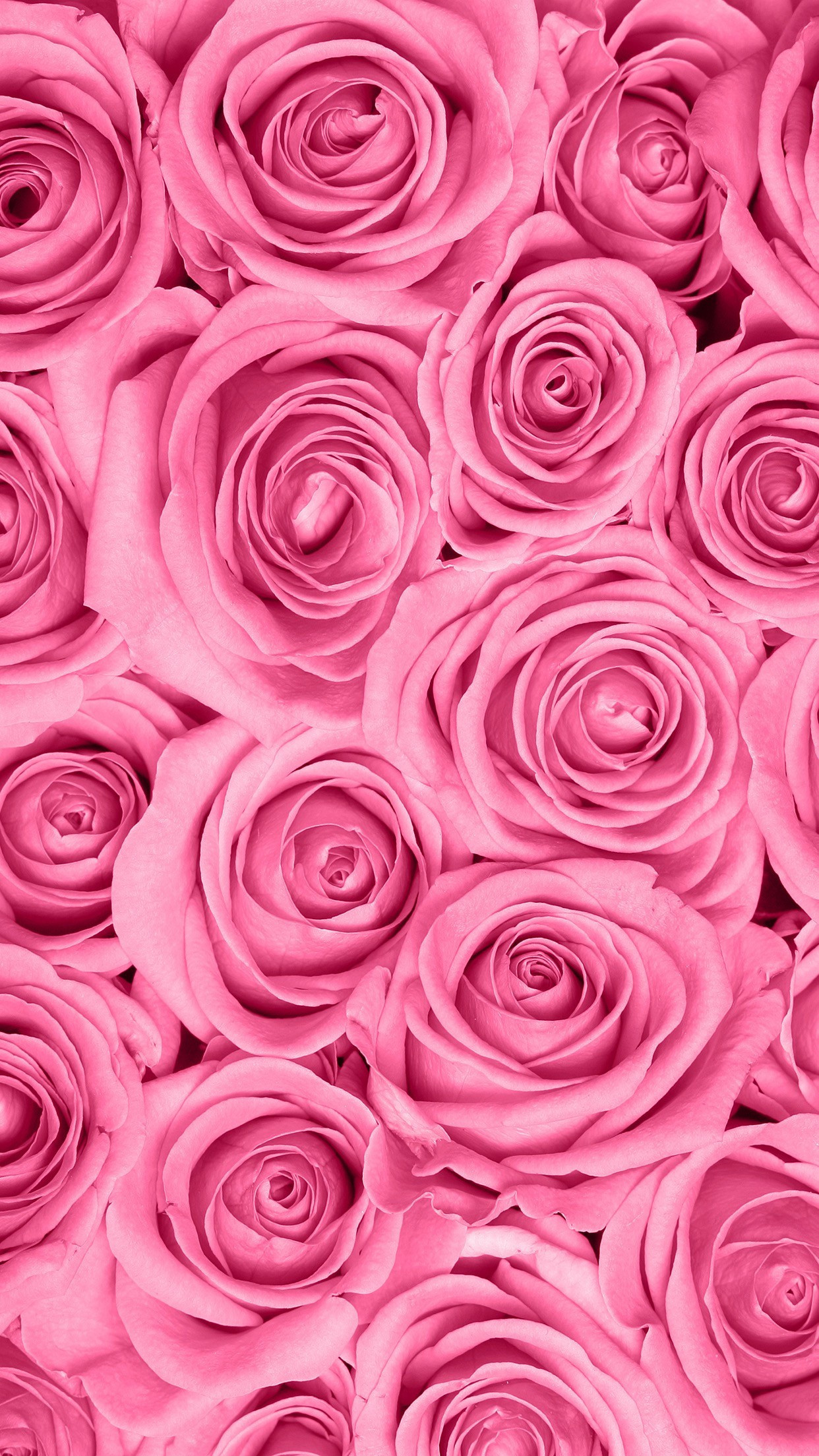 1242x2208 Pink and Black Roses Wallpaper Awesome Pink Rose Background Â·â 