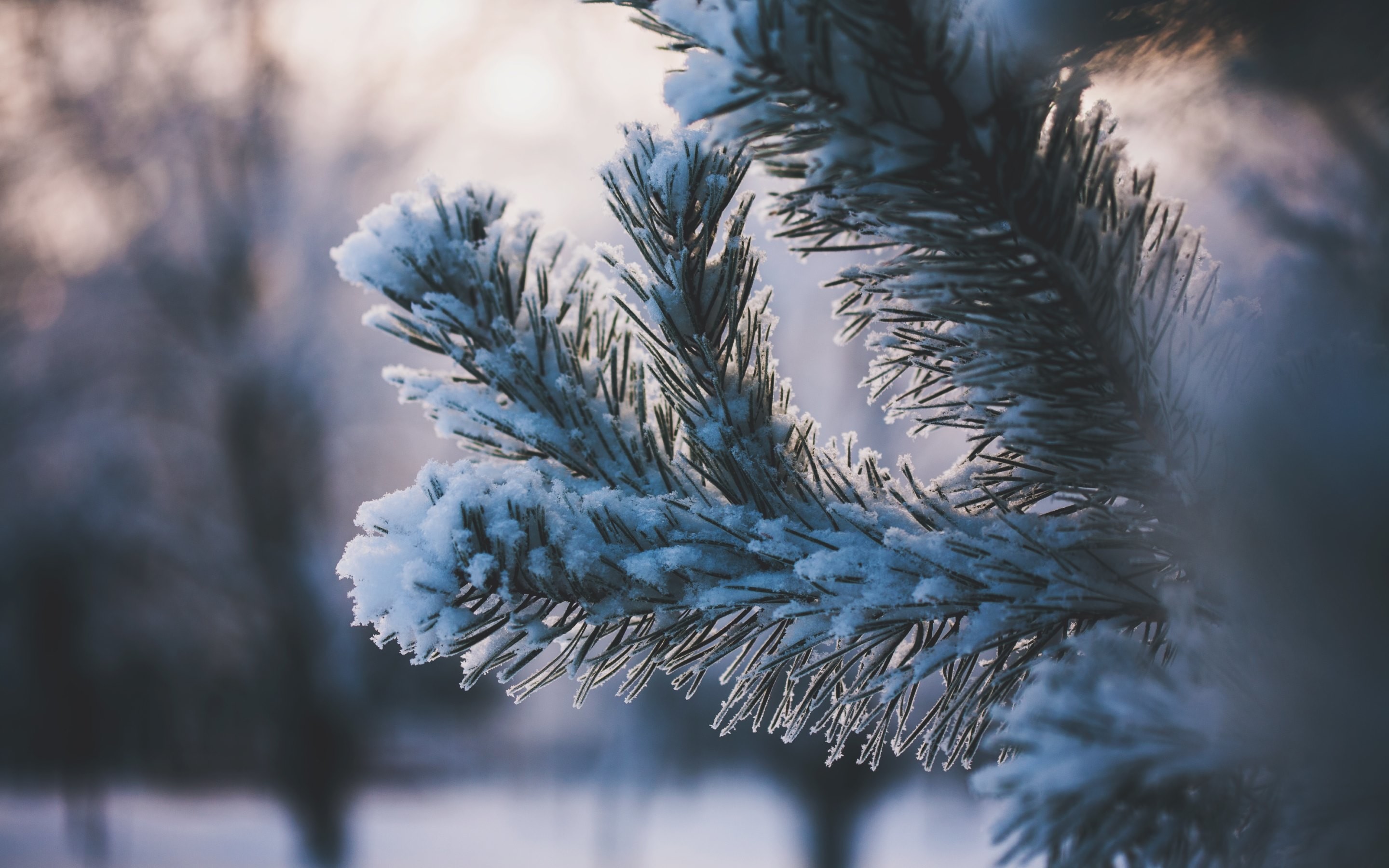 2880x1800 4K HD Wallpaper: Pine Needles covered with Snow Â· Pictures from Winter by  Maria