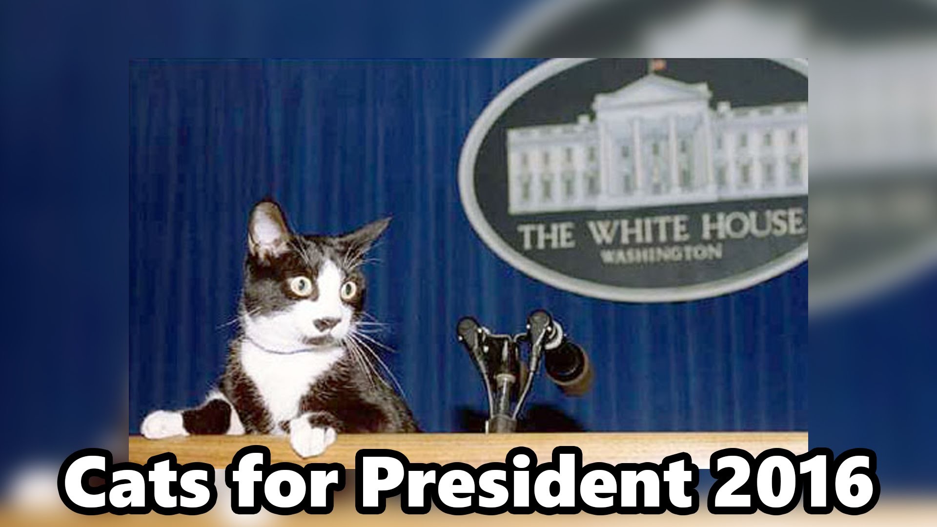 1920x1080 LOL Cats Official - President Cat!