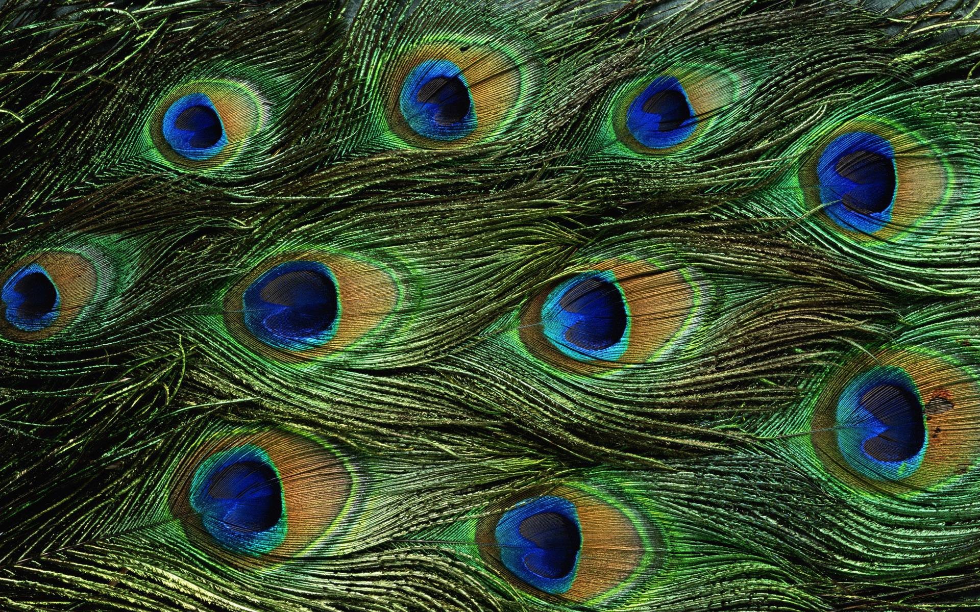 1920x1200 Animals For > Peacock Feathers Background Hd