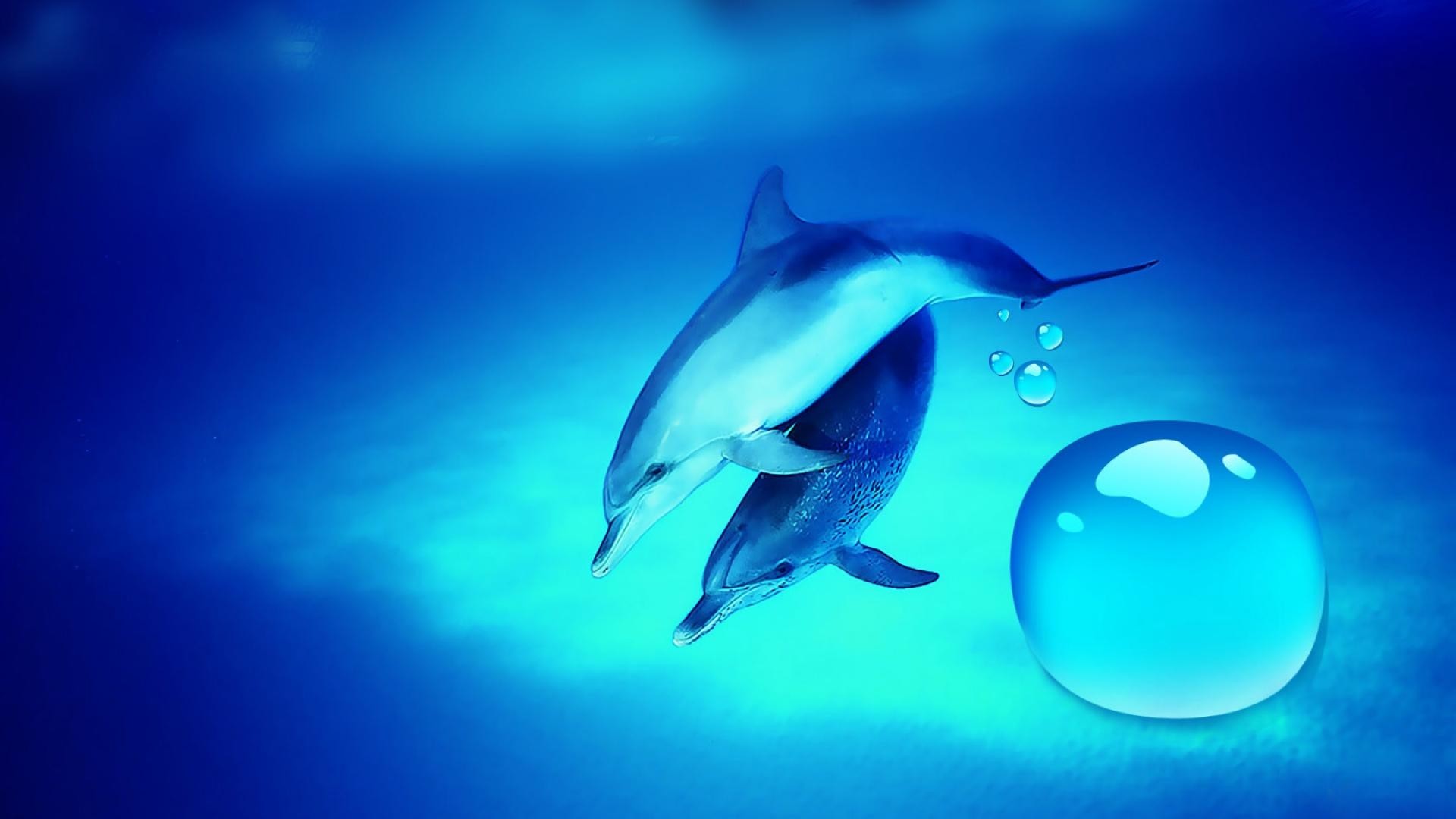 1920x1080  Free Dolphin Wallpapers For Desktop Wallpaper Dolphin Pictures Wallpapers  Wallpapers)