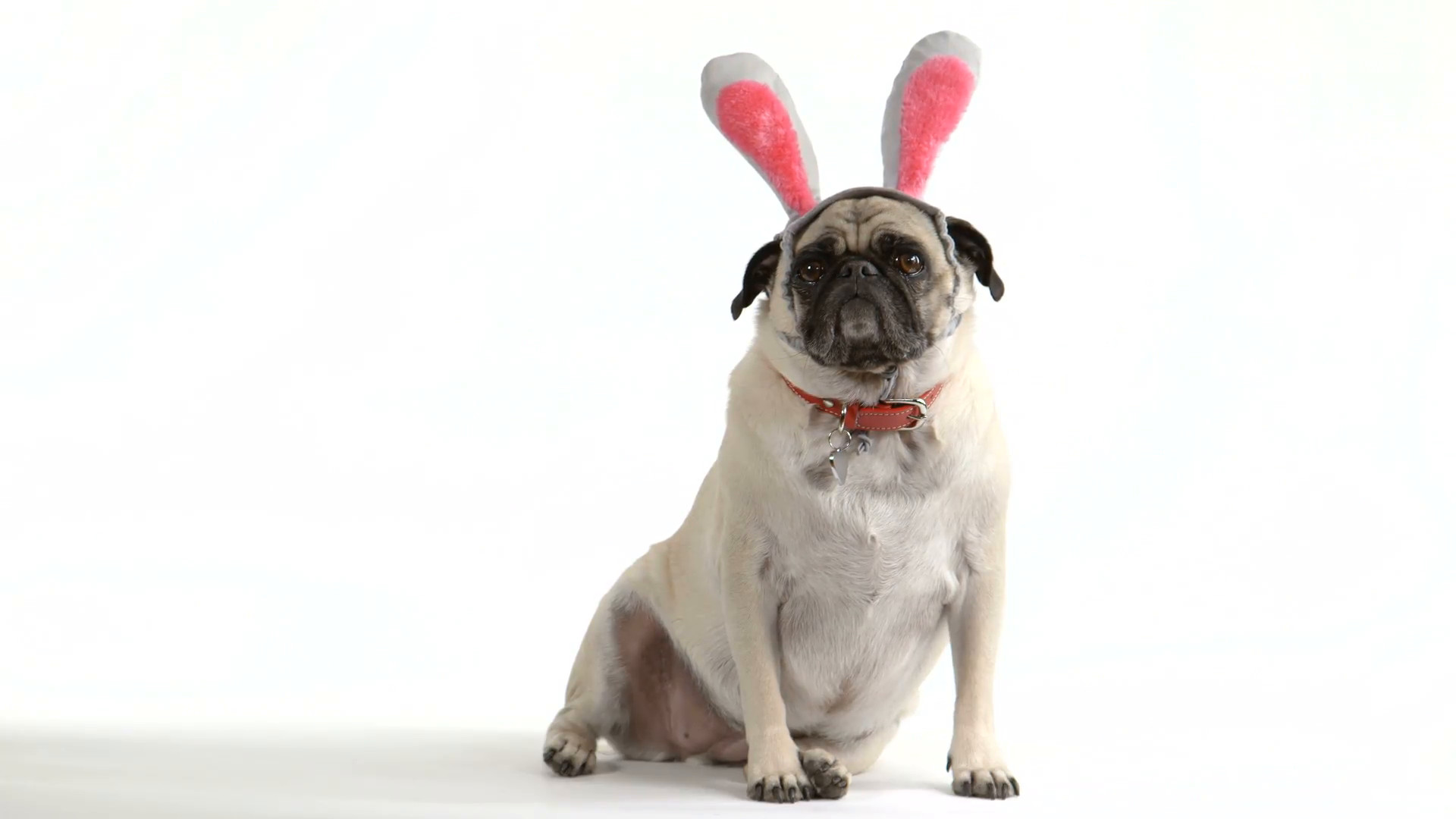 1920x1080 Two shots (one wide, one close-up) of a cute pug dog wearing Easter bunny  ears Stock Video Footage - Storyblocks Video