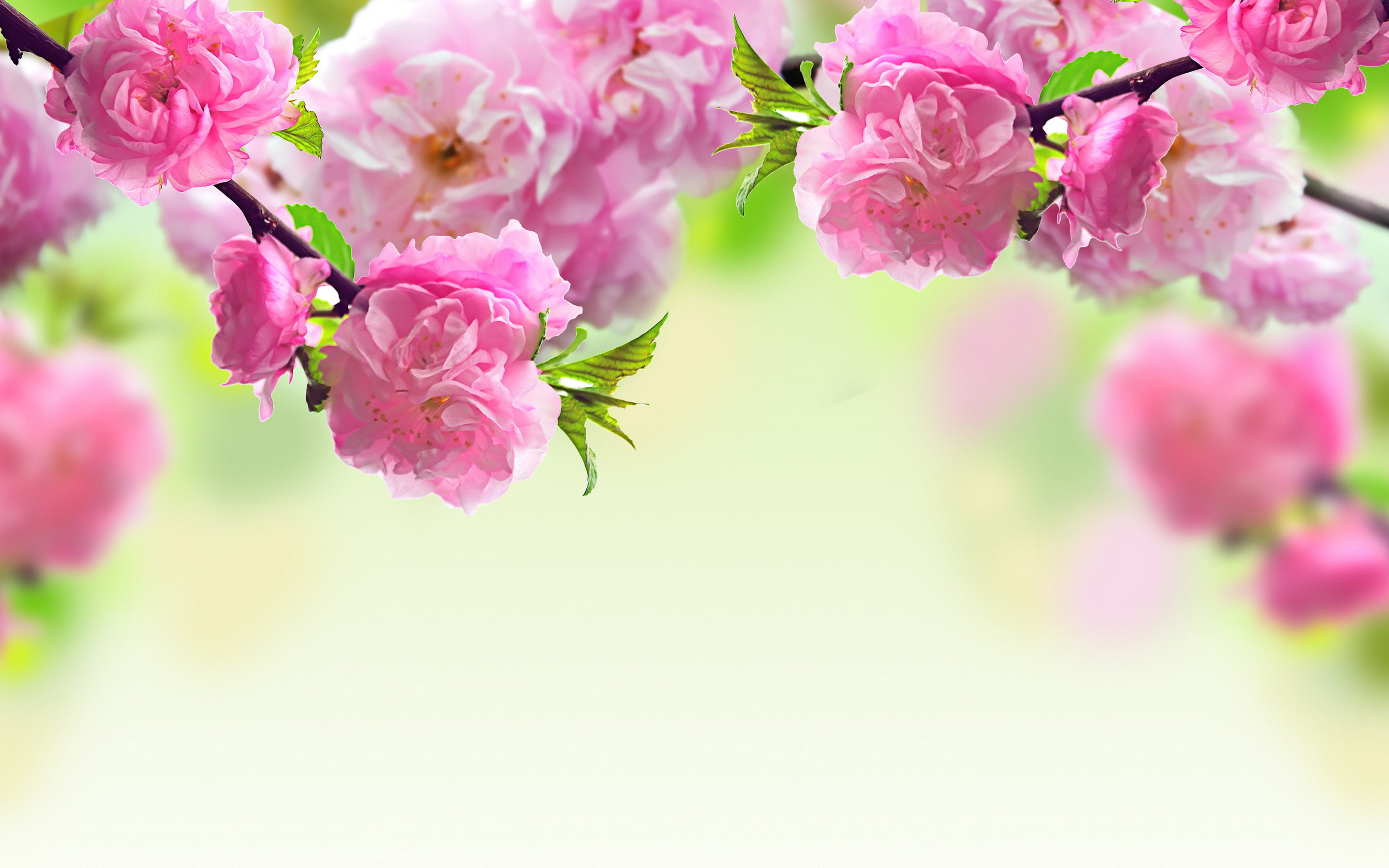 3456x2160 MACRO wallpaper | Pink Spring Flowers Macro Wallpaper HD Free Desktop  #429003773
