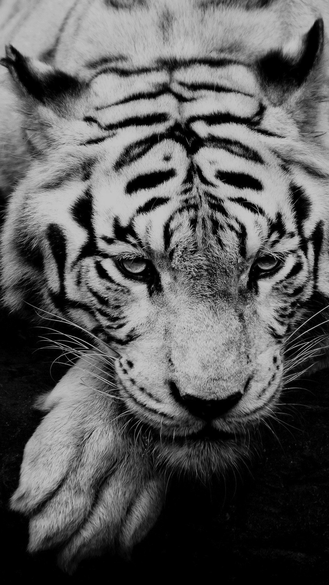 1080x1920 Black And White Tiger Portrait #iPhone #6 #wallpaper
