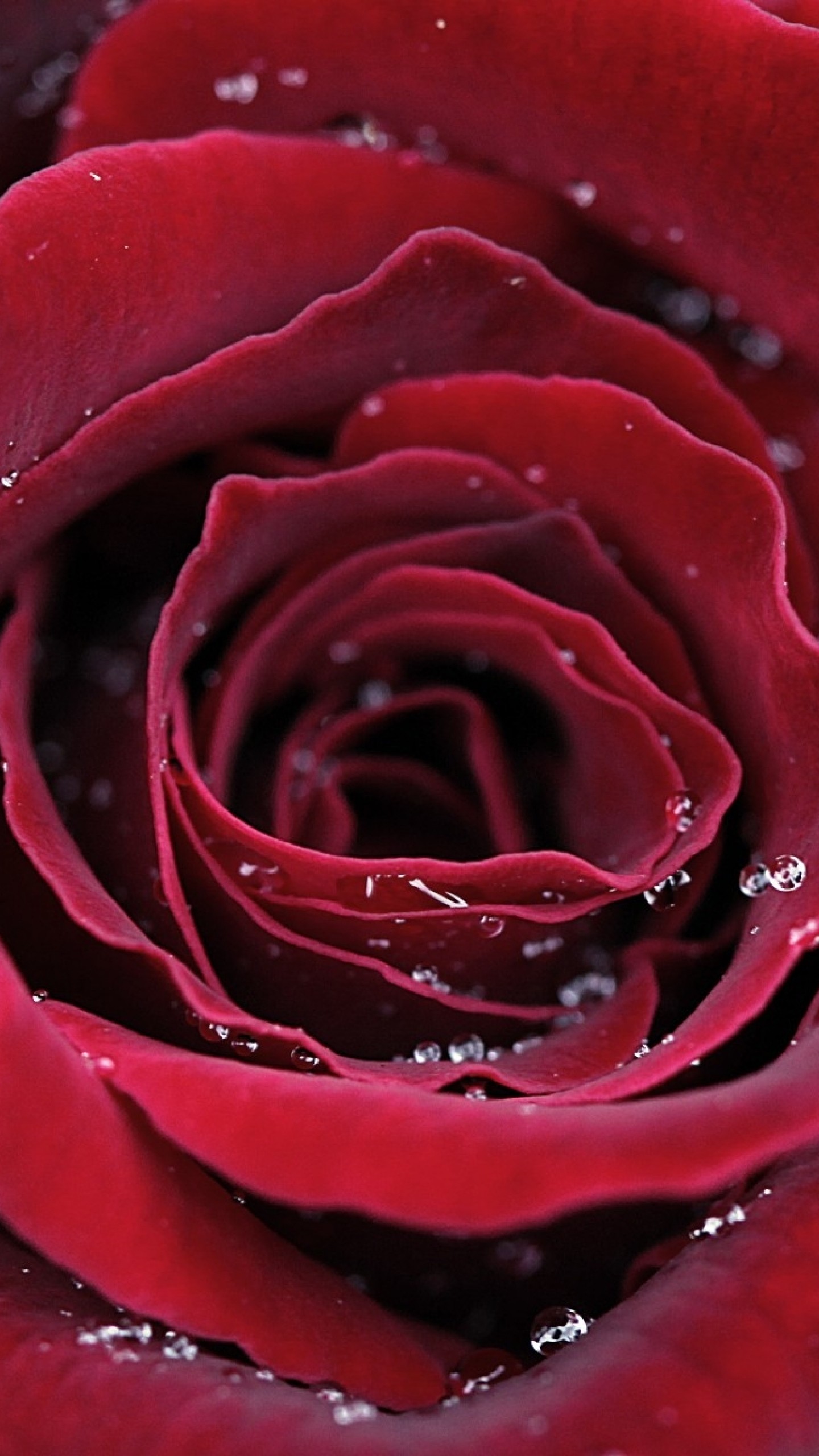1440x2560  Wallpaper rose, petals, red, dark