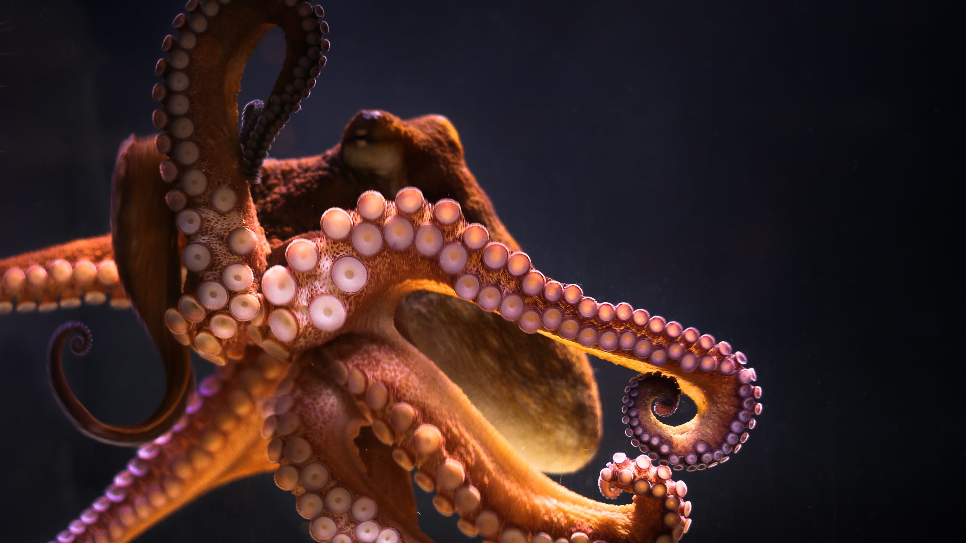 3840x2160 Tiere - Octopus Tiere Wallpaper