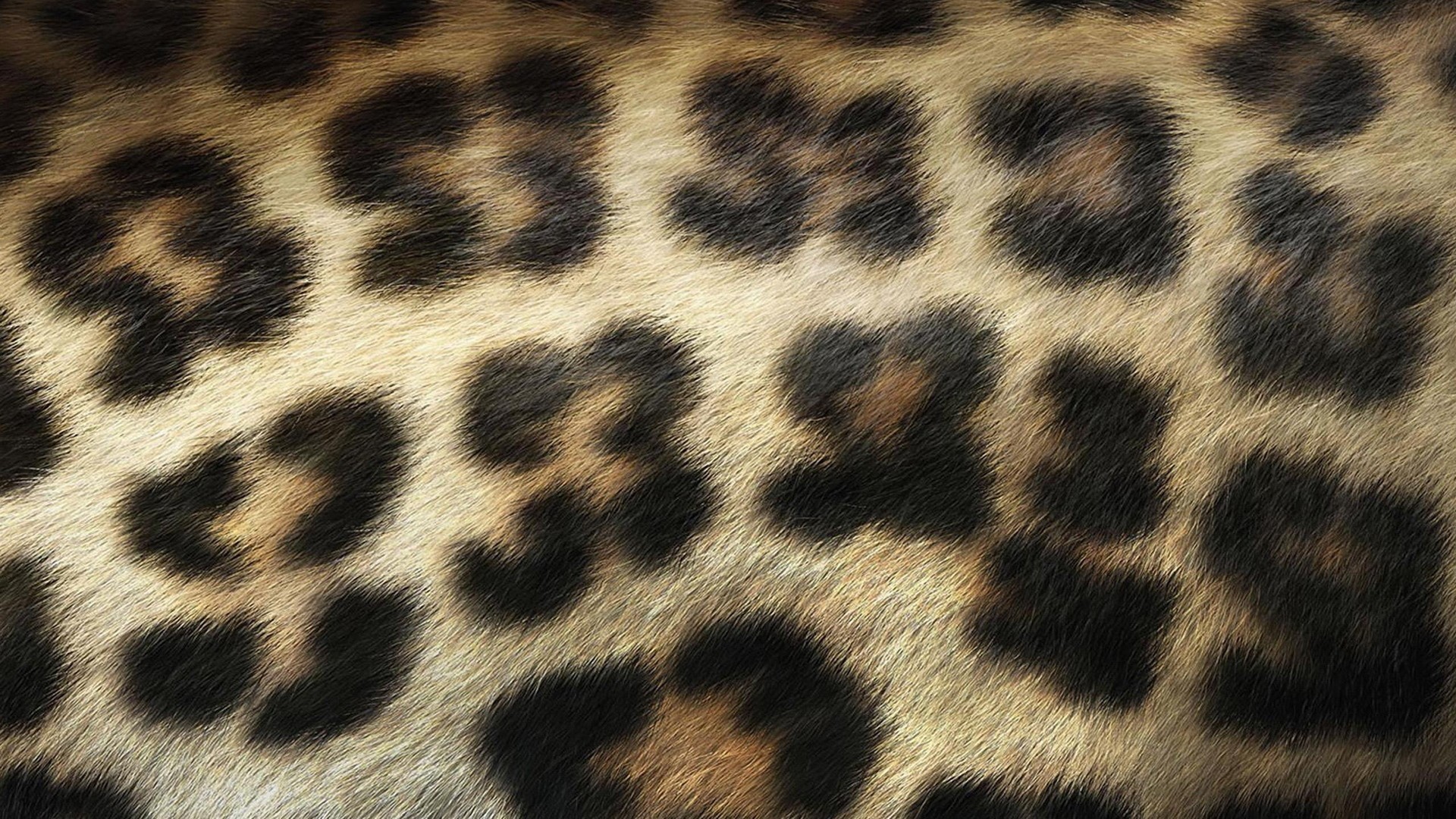 1920x1080 cheetah print wallpaper1