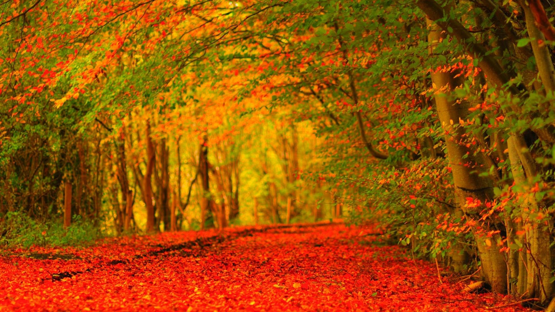 1920x1080 Beautiful-Autumn-Holland-HD-Wallpaper – Maikels Weblog