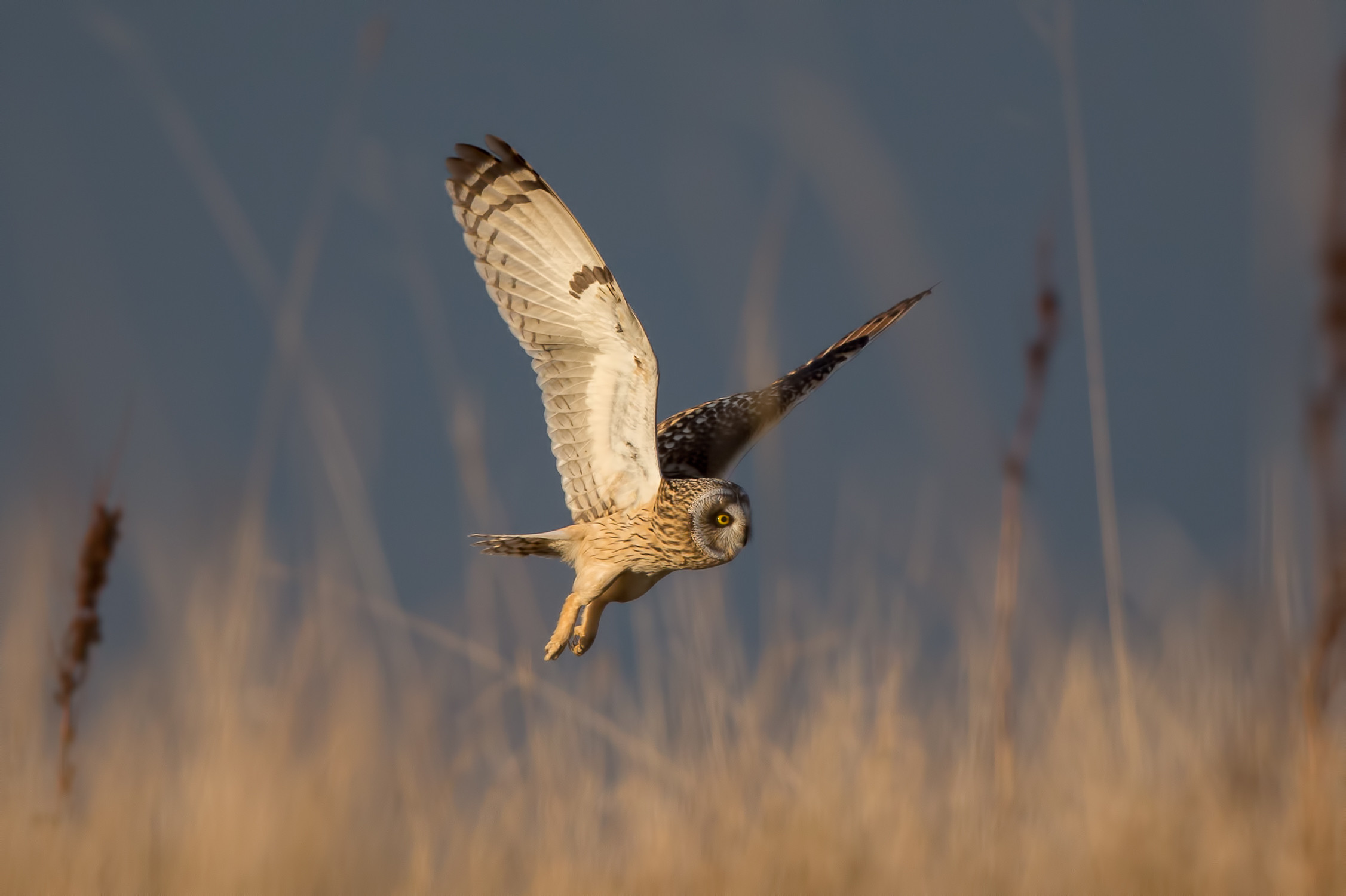 2253x1501 sky flying wildlife bird of prey owl beak Harrier Flight bird wing short  ngc fauna coth5