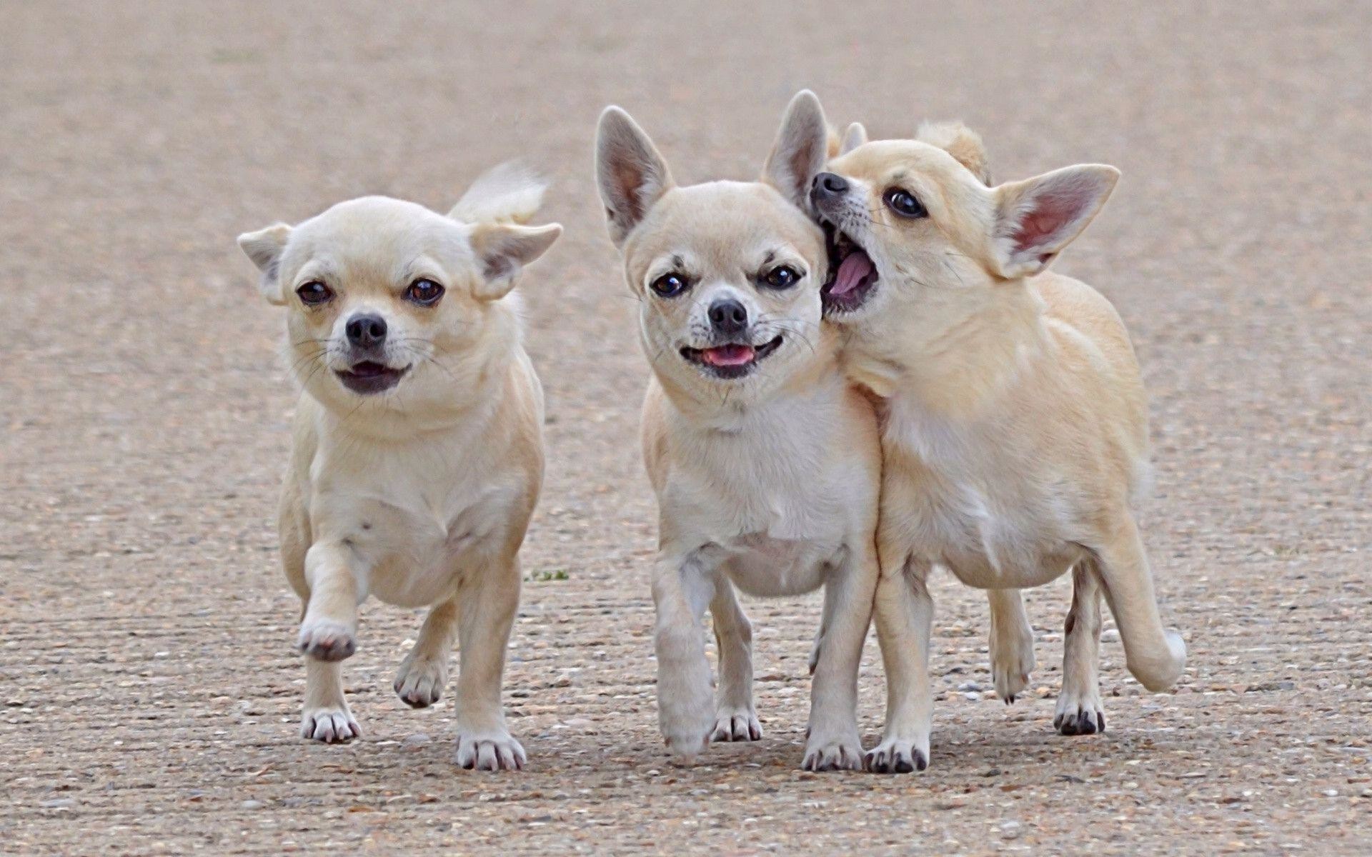 1920x1200 Chihuahua Wallpapers Car Pictures