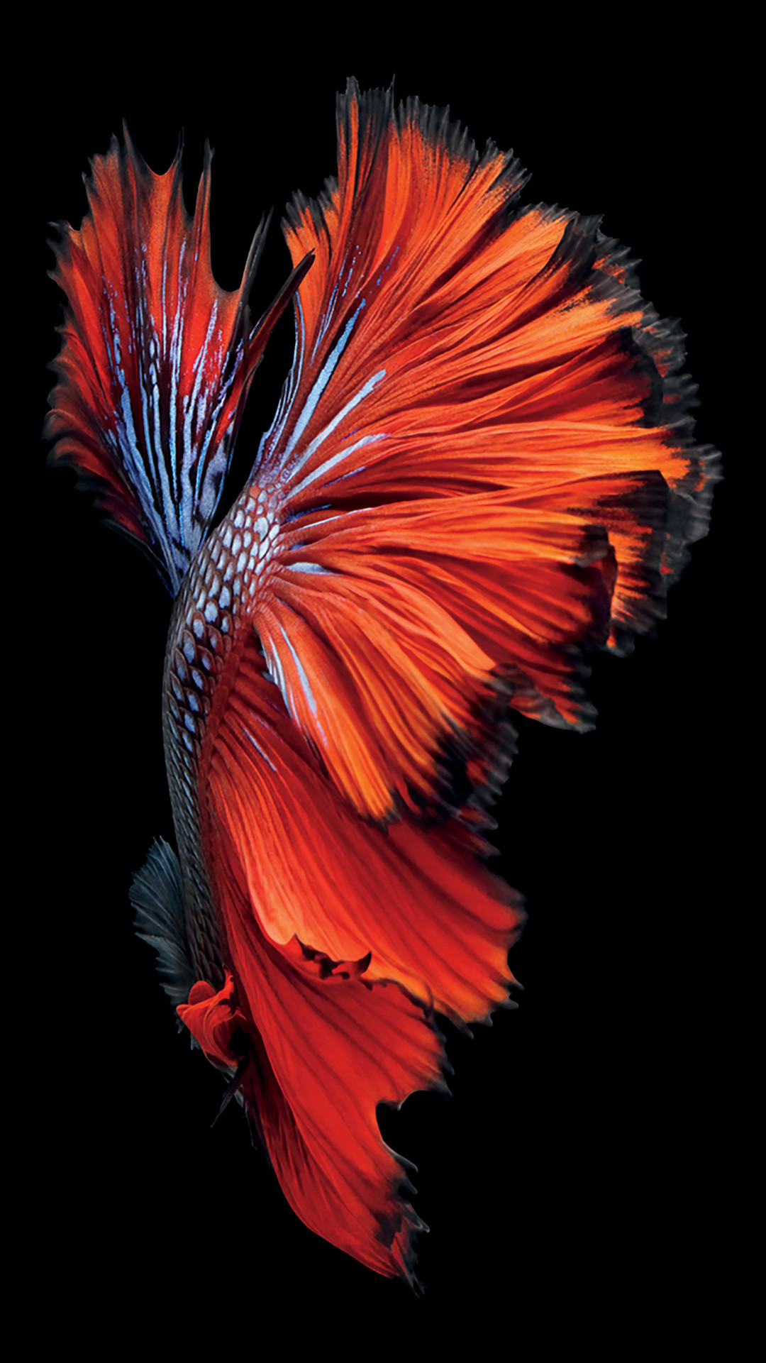 1080x1921 iPhone 6s Fish Red Wallpaper. Download: iPhone. iPhone ...