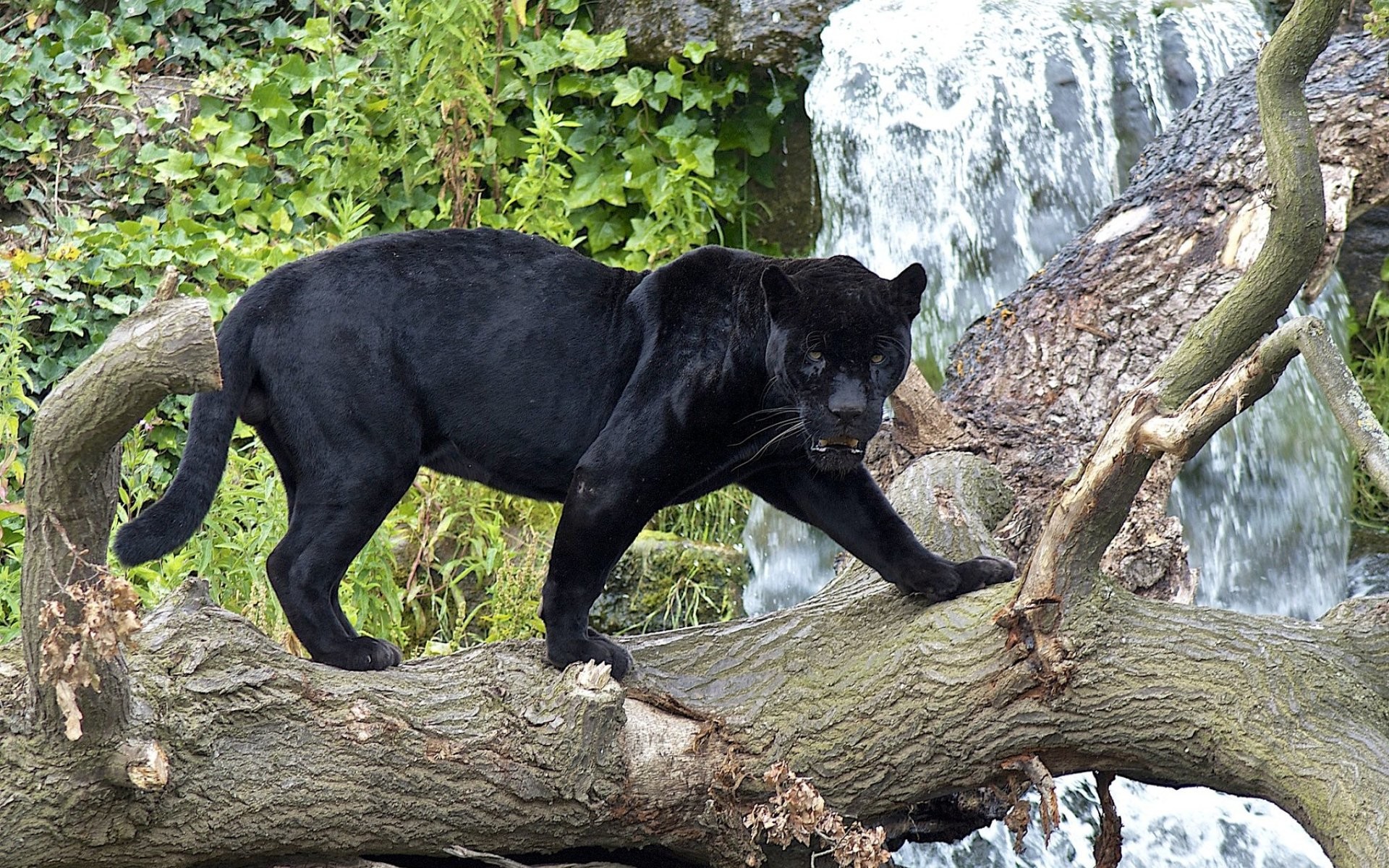 1920x1200 Animal Black Cat Panther Â· HD Wallpaper | Background ID:287625
