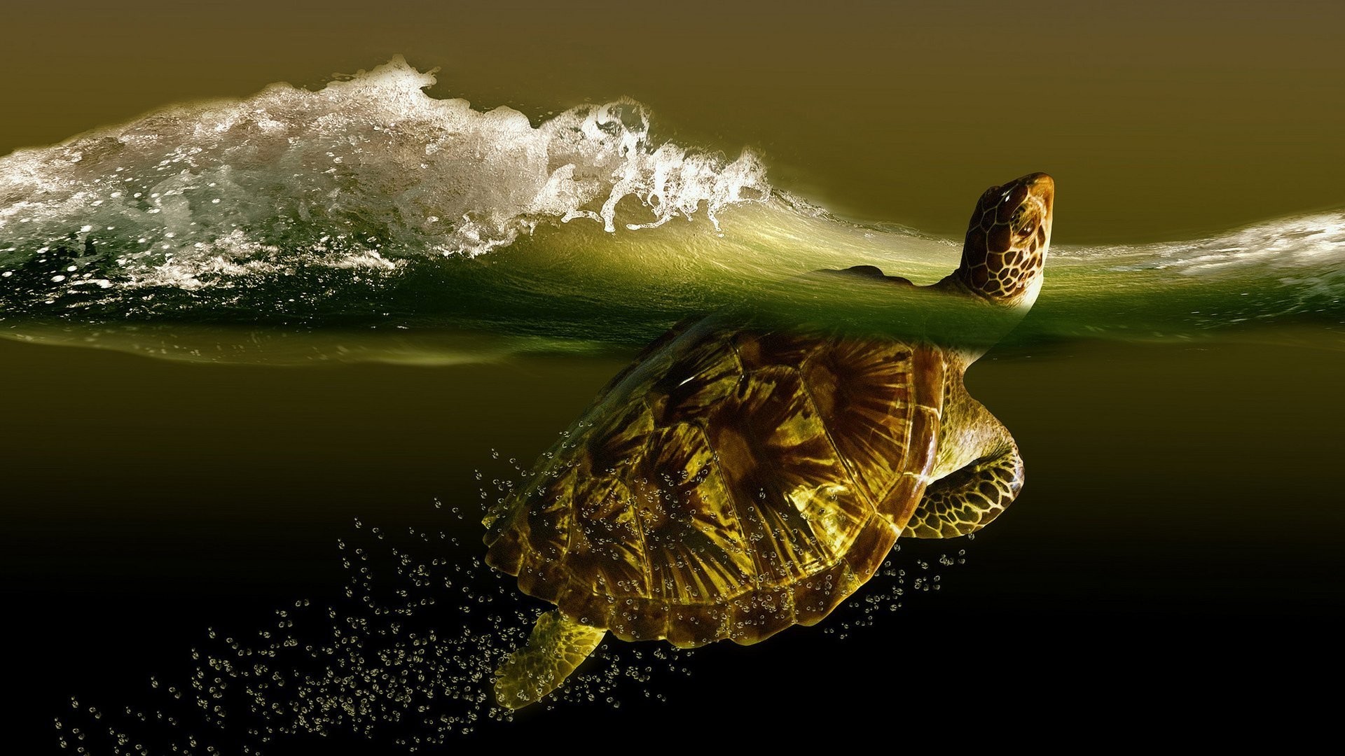 1920x1080 Ocean Turtle Cute Animals Wallpaper Hd - 