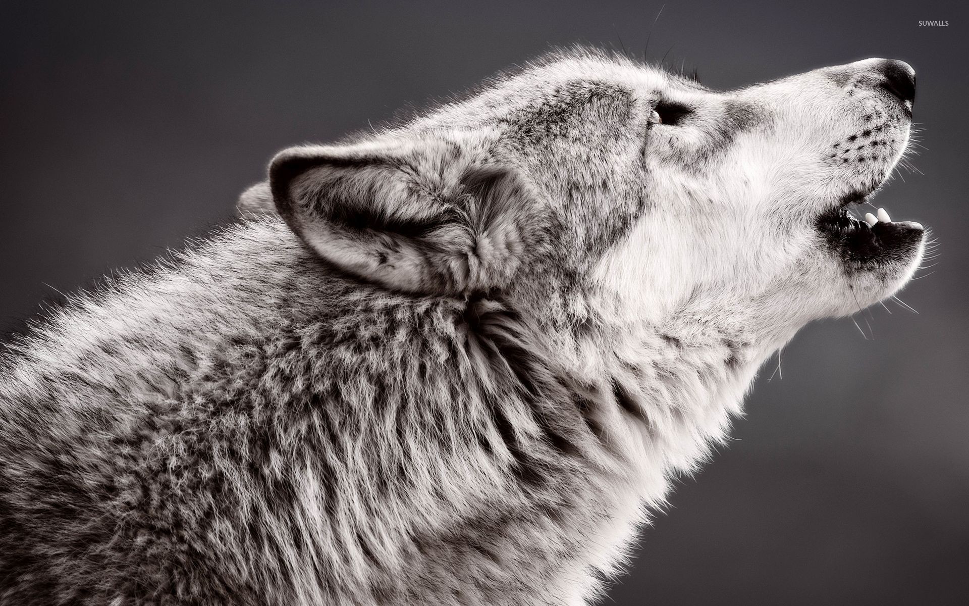 1920x1200 Wolf howling wallpaper