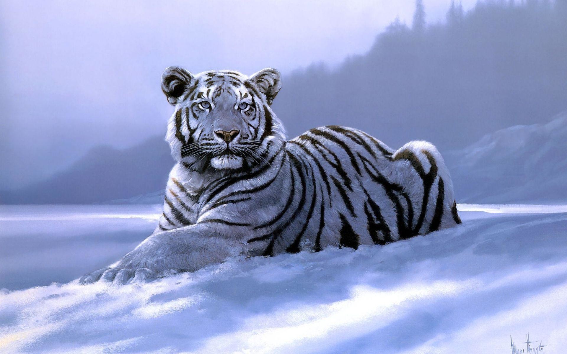 1920x1200 White Tiger in the Winter Wallpaper Full Widescreen #41951 - Ehiyo.