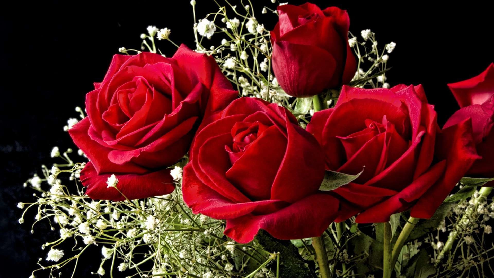 1920x1080 1920x1285 Roses flower, Roses photos, roses wallpaper for your desktop - Red  Rose, White Rose, Orange Rose, Pink