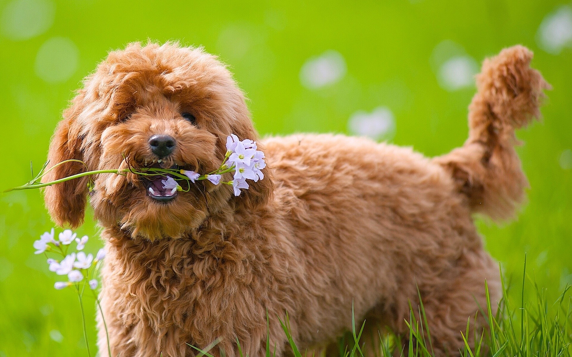 1920x1200 Toy Poodle, lawn, dogs, cute animals, flowers, pets, Toy Poodle