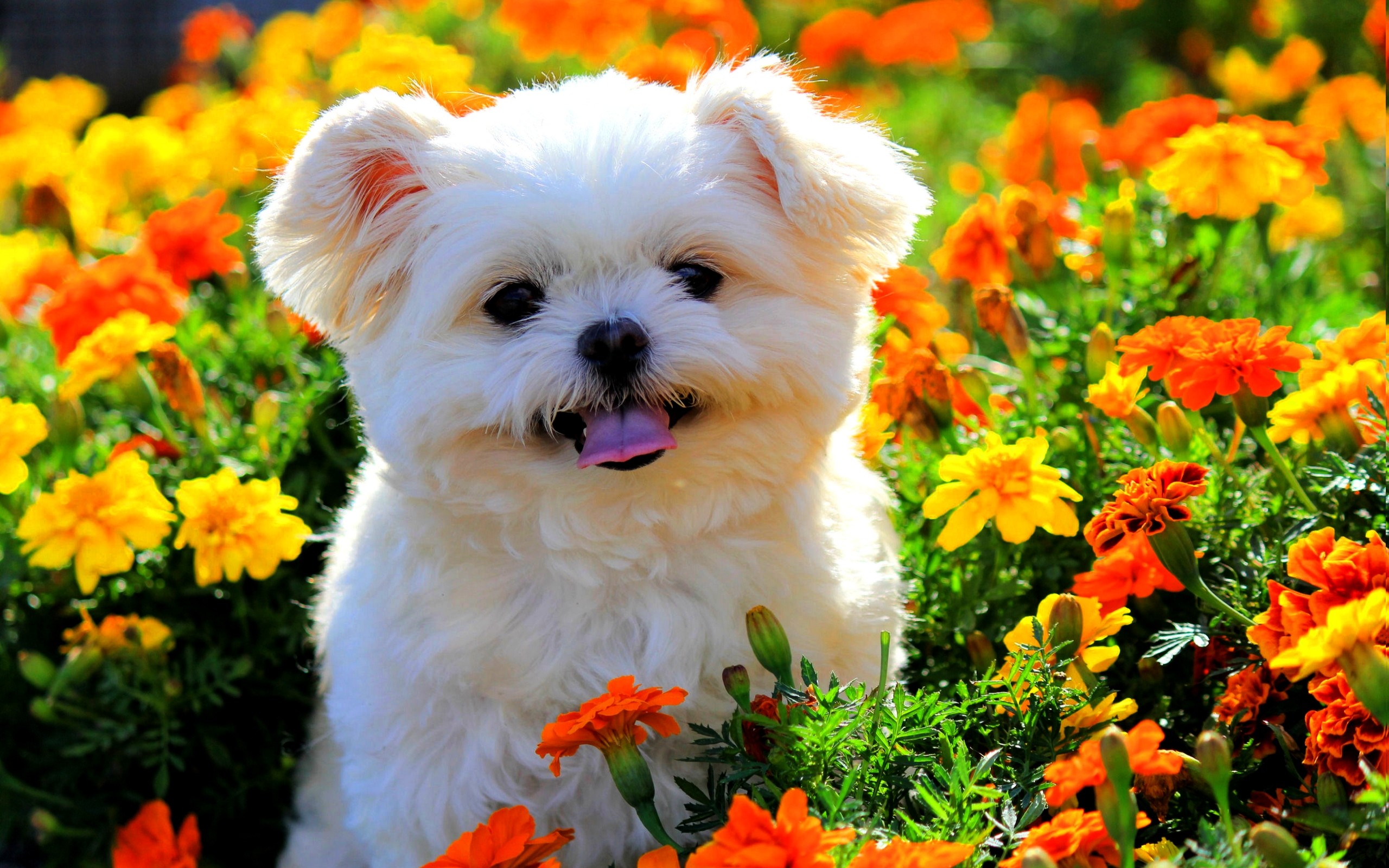 2560x1600 Cute Puppy in Flowers