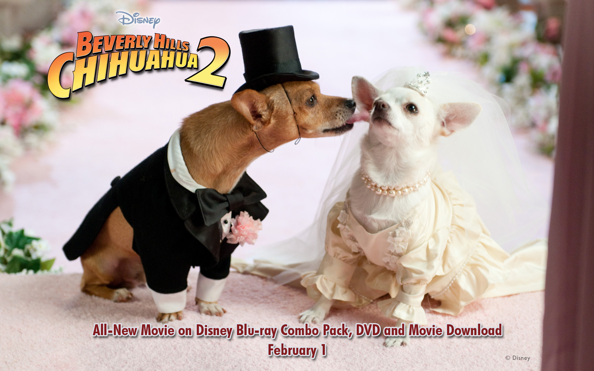 1920x1200 Beverly Hills Chihuahua Wallpapers Desktop Wallpapers 