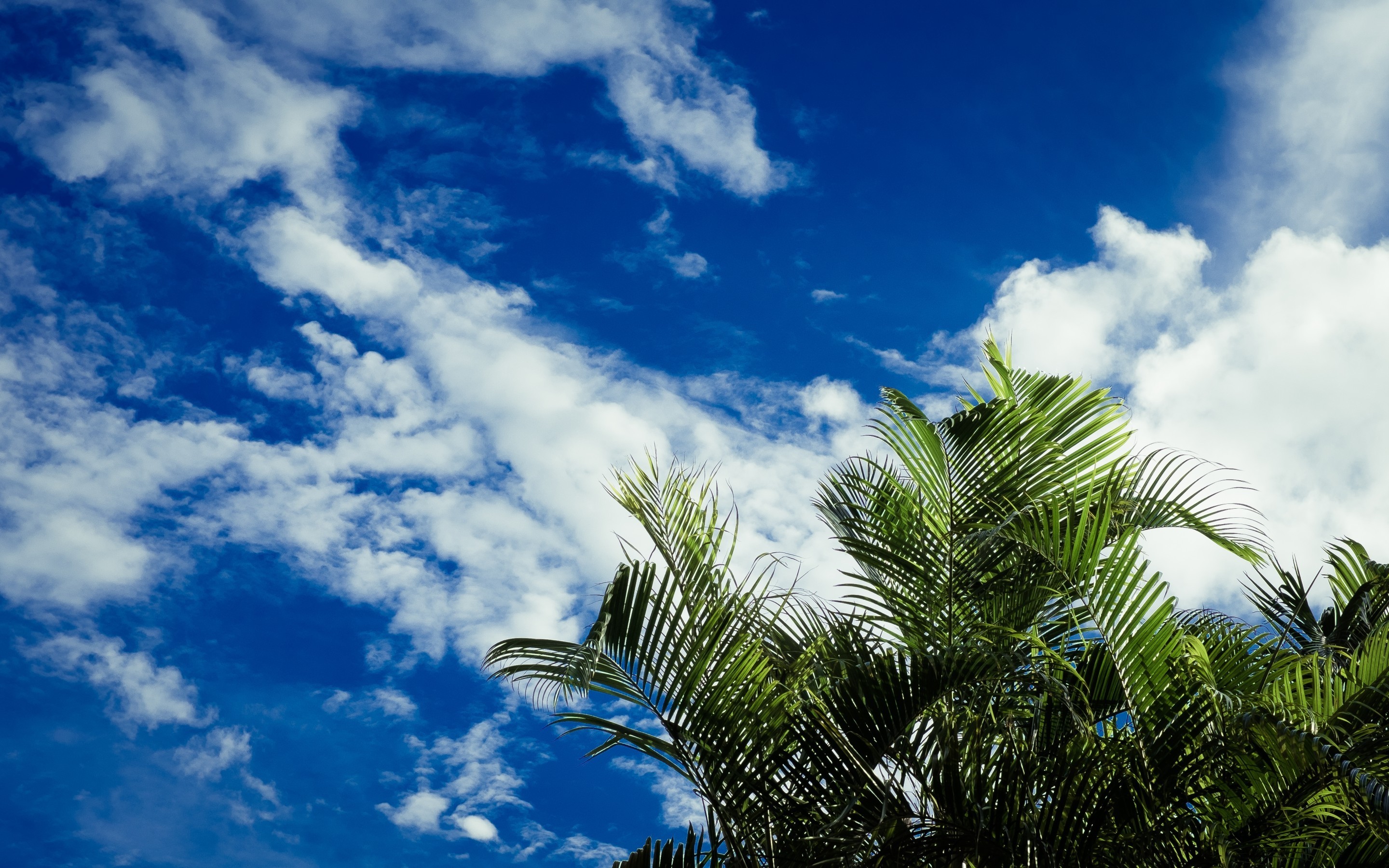 2880x1800 Palm Trees, Clouds, Tropical Island