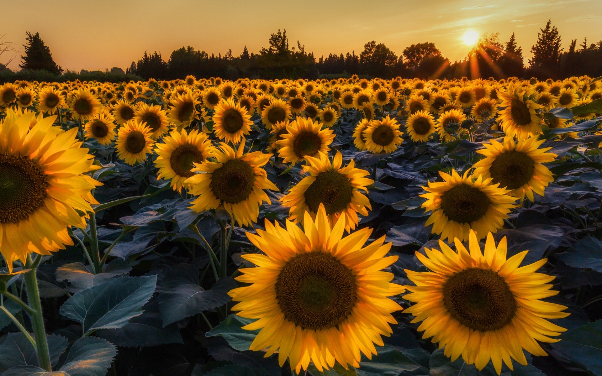 1920x1200 Most beautiful sunflowers wallpapers