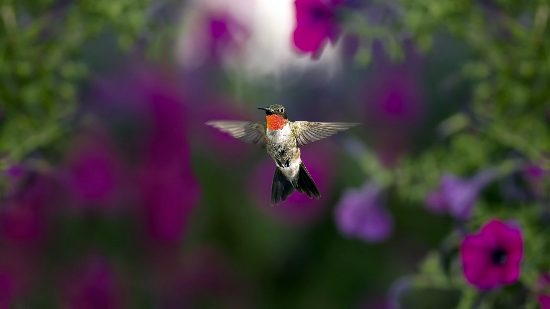 1920x1080 HD Wallpaper | Background ID:429268.  Animal Hummingbird