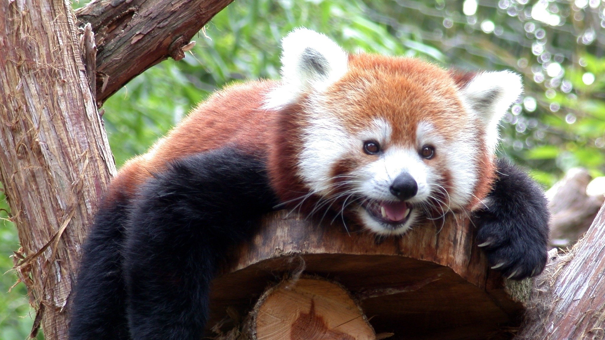 2048x1152  Wallpaper red panda, branches, trees, lie down, face