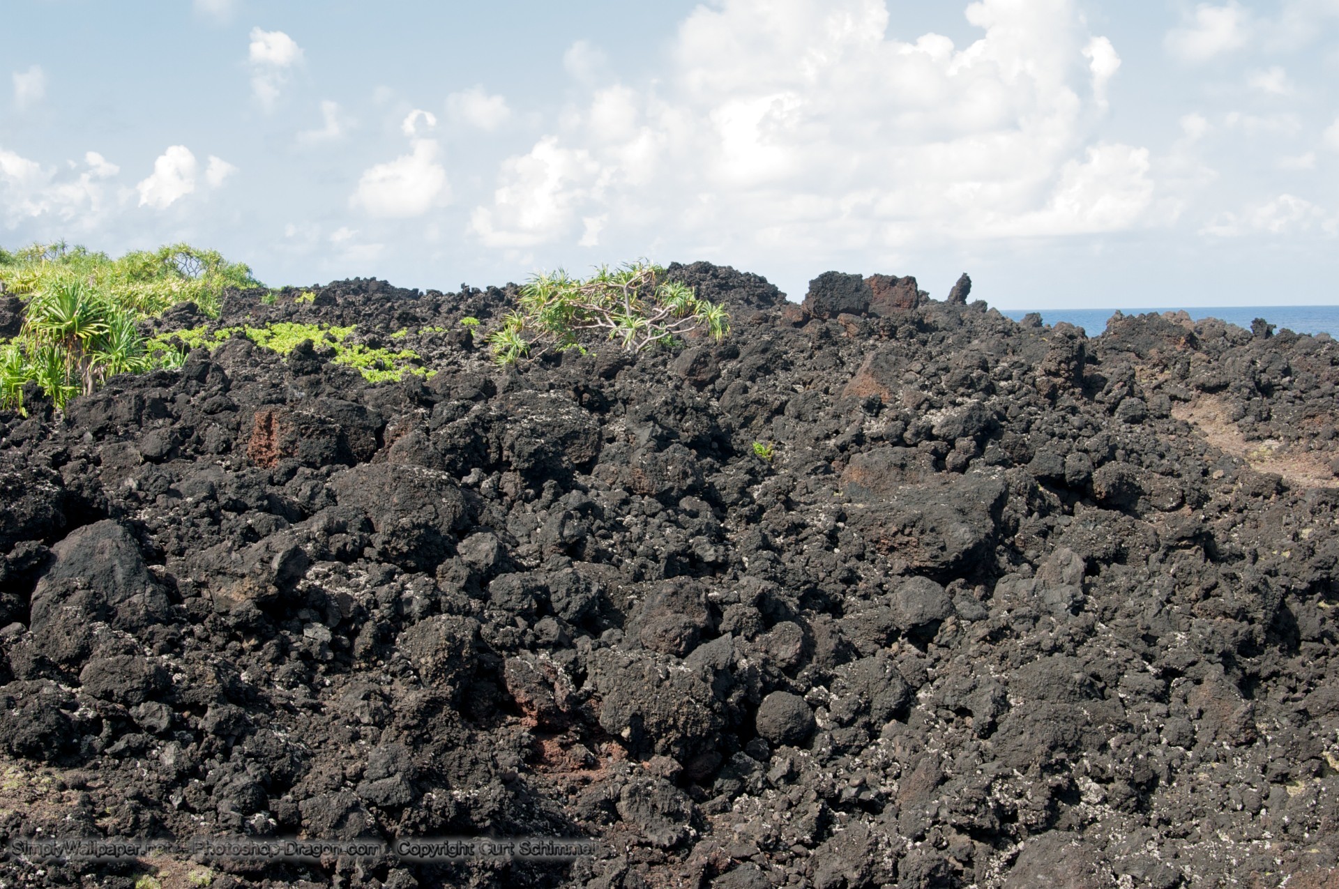 1920x1275 plants grow amid a rough field of lava rocks on Hawaii