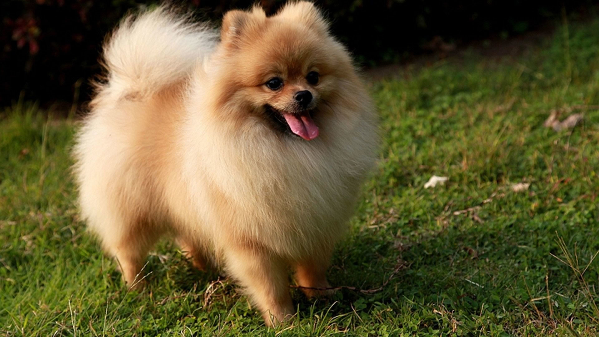 Cute Pomeranian Wallpapers for Android  Download  Cafe Bazaar