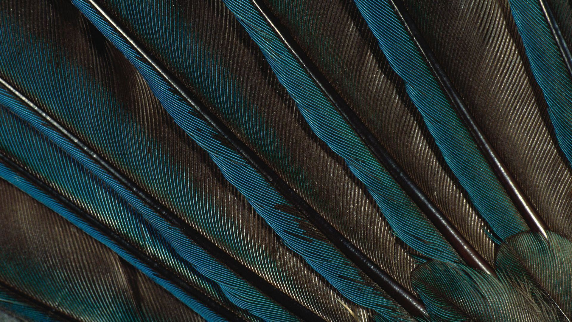 1920x1080  Peacock Feather, Pen, Green Wallpaper, Peacock, Feathers .