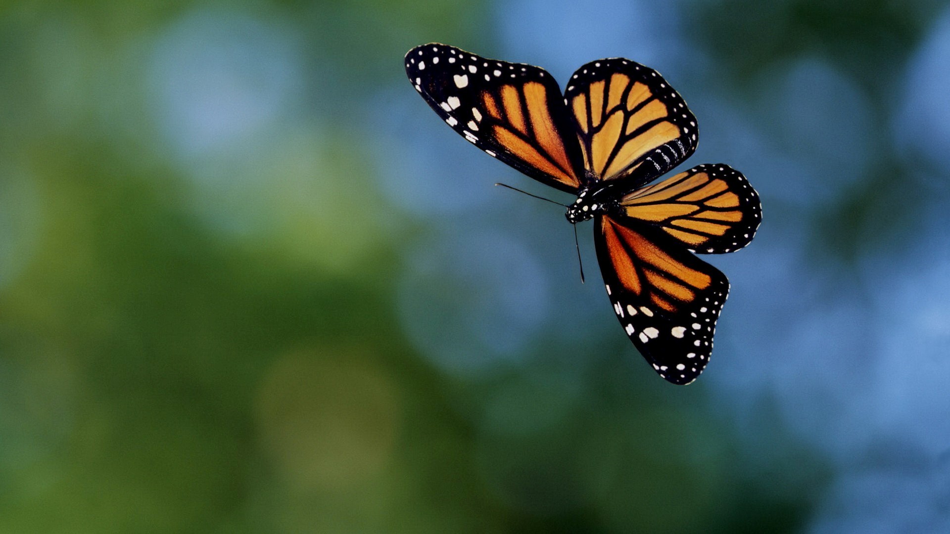 1920x1080 Butterfly Wallpapers