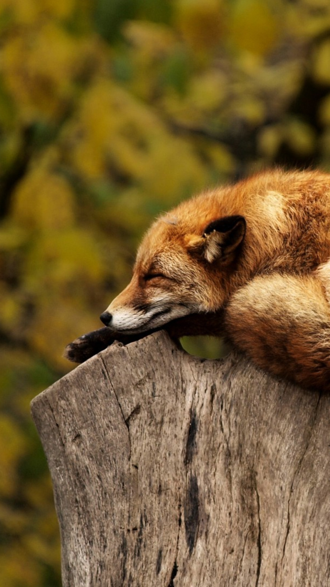 1080x1920 Preview wallpaper fox, animal, lying, red, sleep 