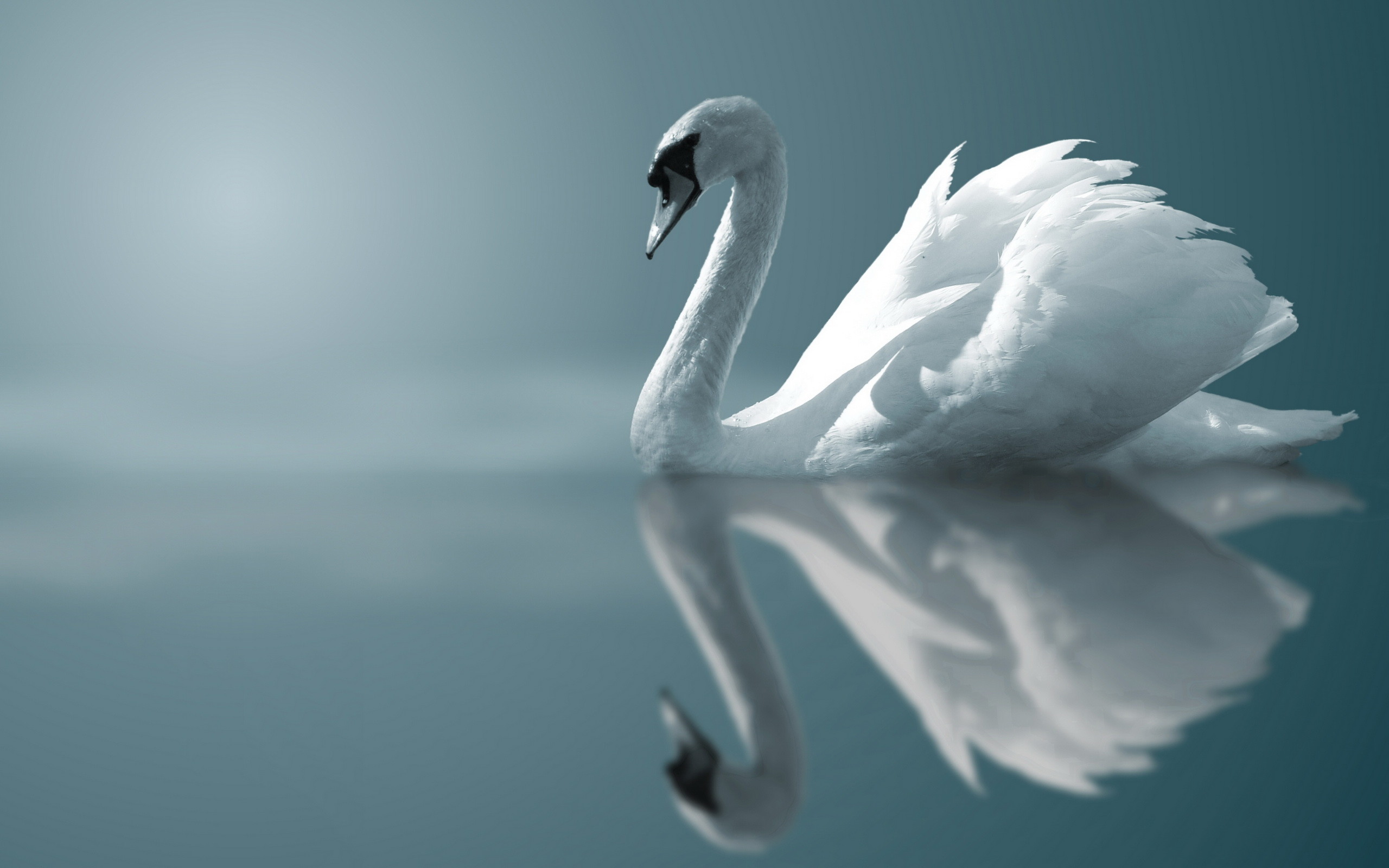 2560x1600 Animal - Mute swan Wallpaper