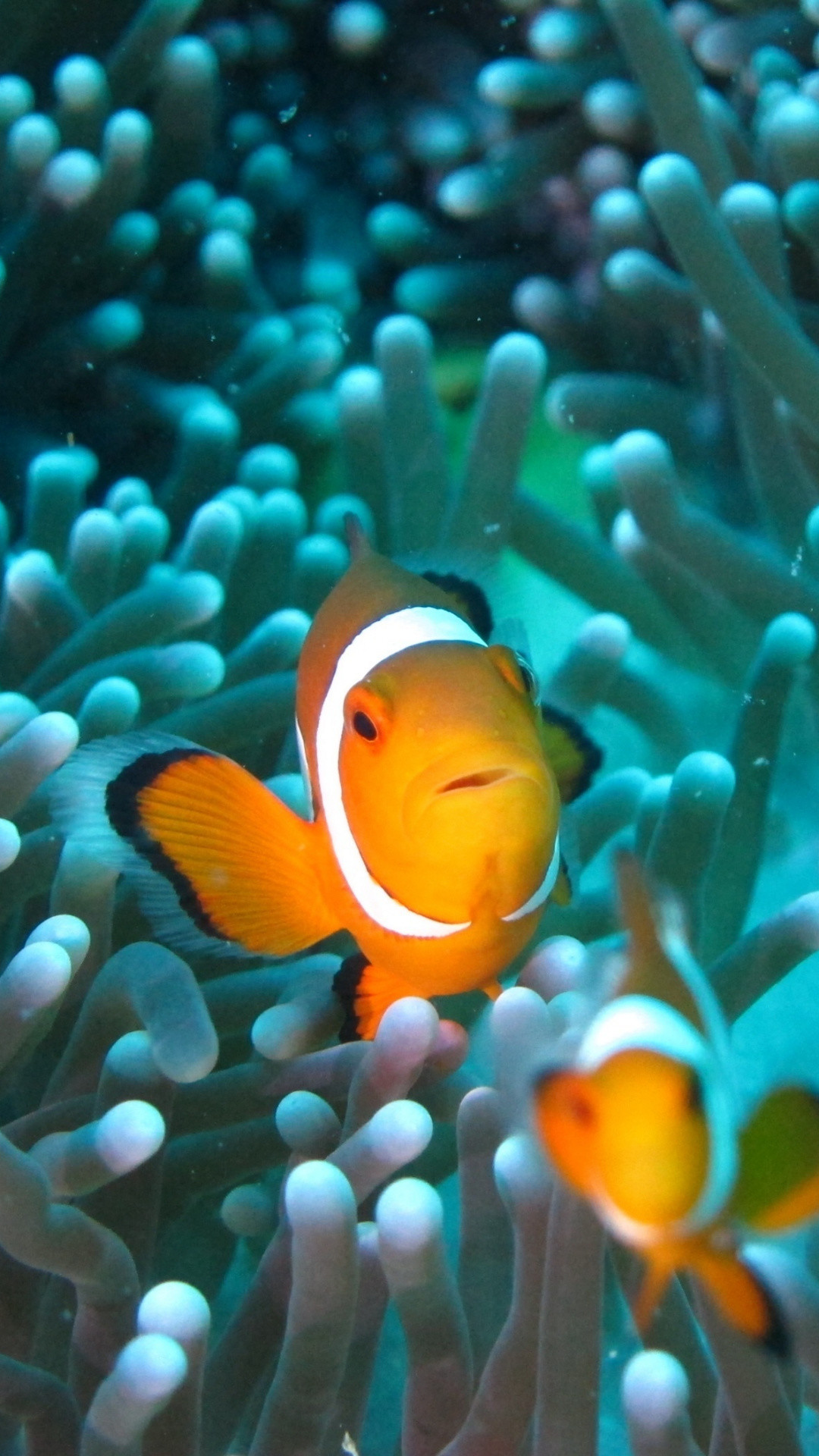 1080x1920  wallpaper Clownfish, underwater, fish, aquarium