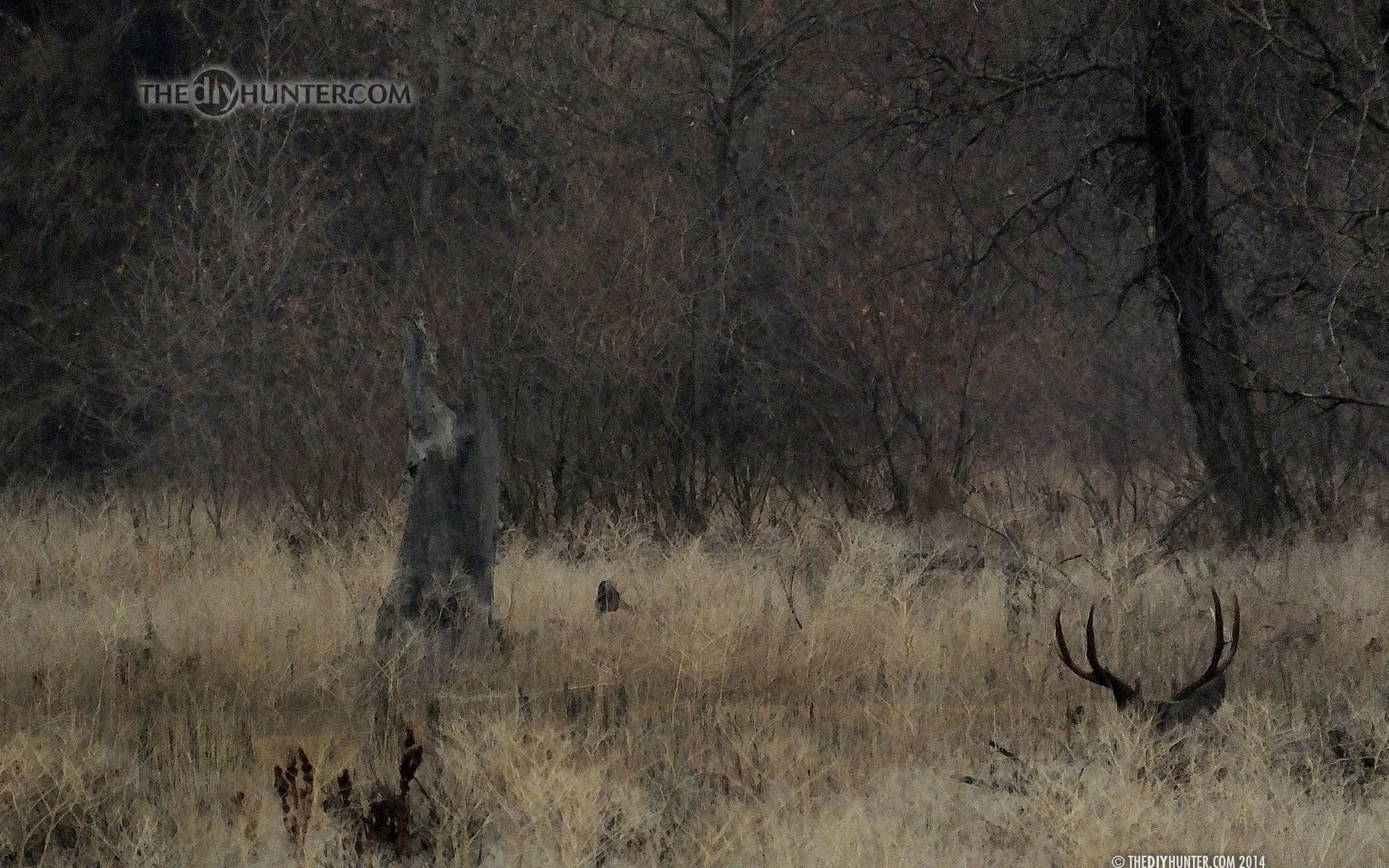 1920x1200 hunting desktop backgrounds. mule deer buck bedded in grass hunting desktop  backgrounds t