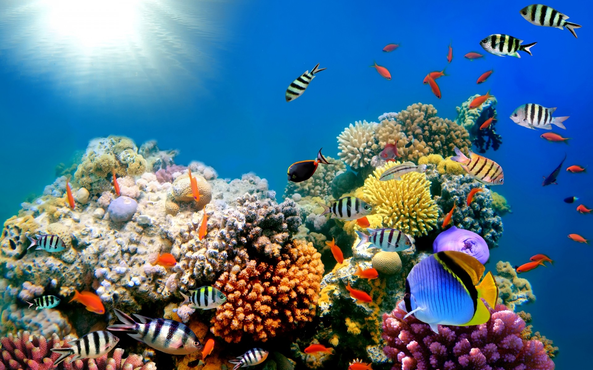 1920x1200 Coral reef aquarium screensaver is a unique screensaver that will bring the  underwater world to your