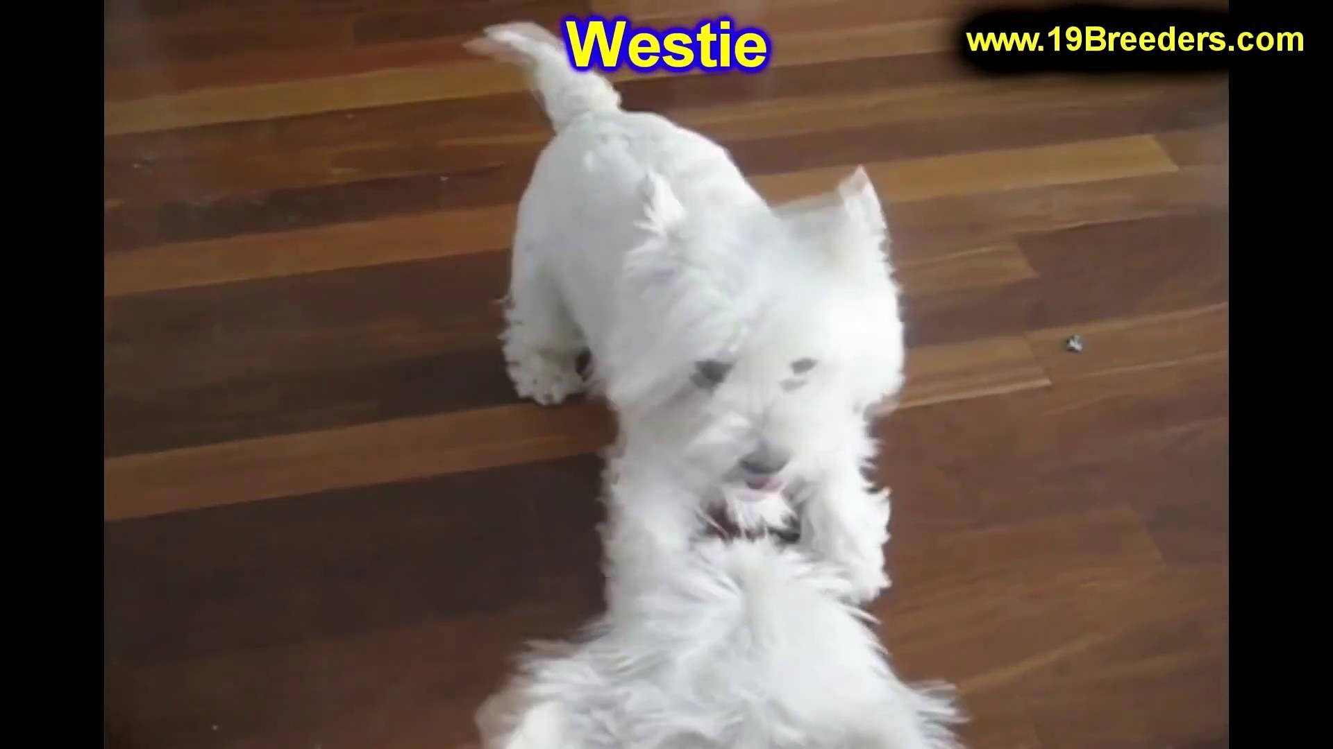 1920x1080 West Highland White Terrier, Westie, Puppies, Dogs, For Sale, In Miami,  Florida, FL, 19Breeders