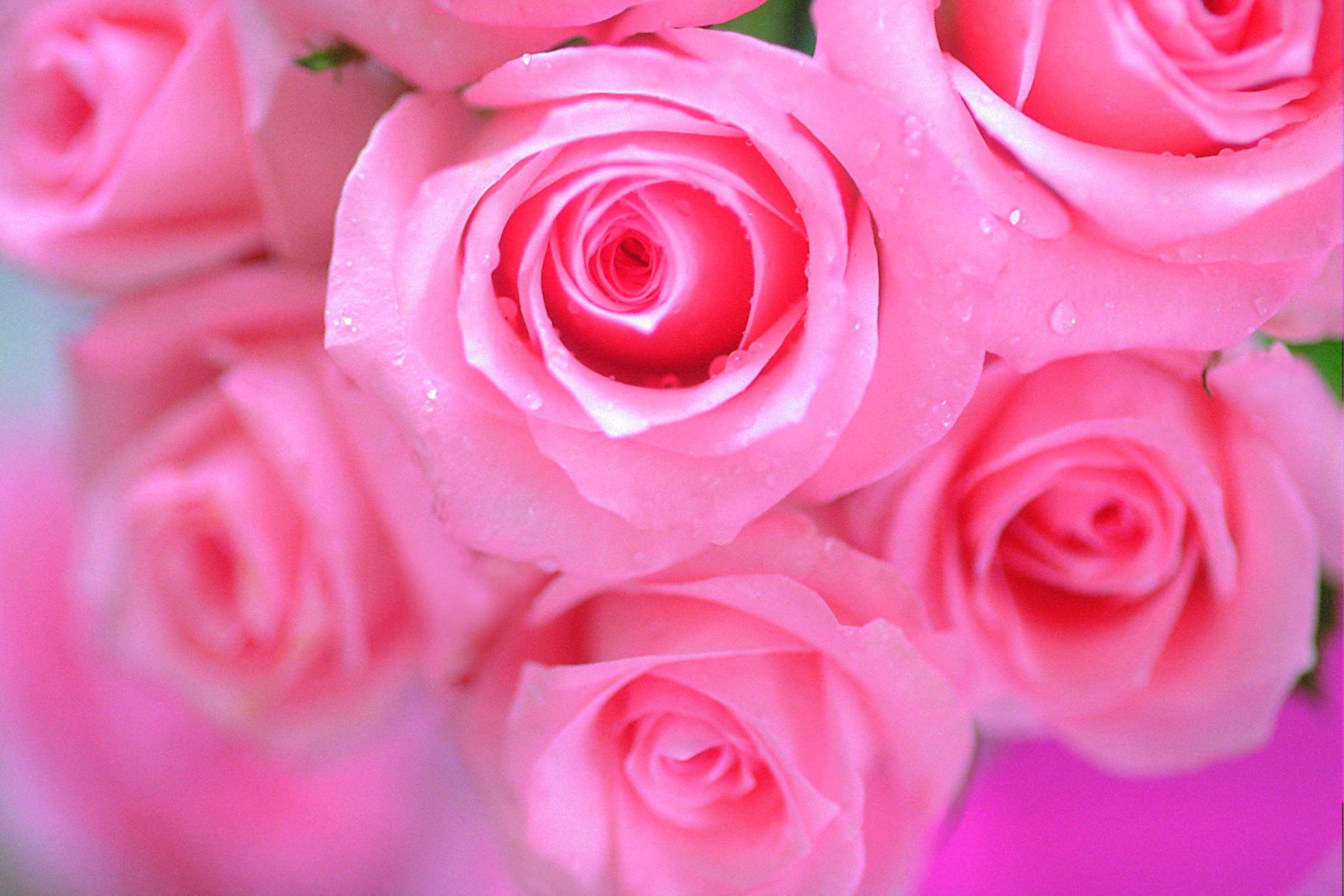 3072x2048 Pink rose wallpaper | Beautiful Pink Rose Flowers Wallpapers | All Flowers  | Send Flowers .