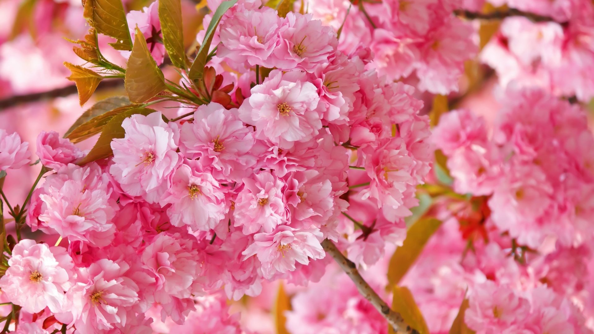 1920x1080 sakura, 4k, HD wallpaper, cherry blossom, pink, spring, ...