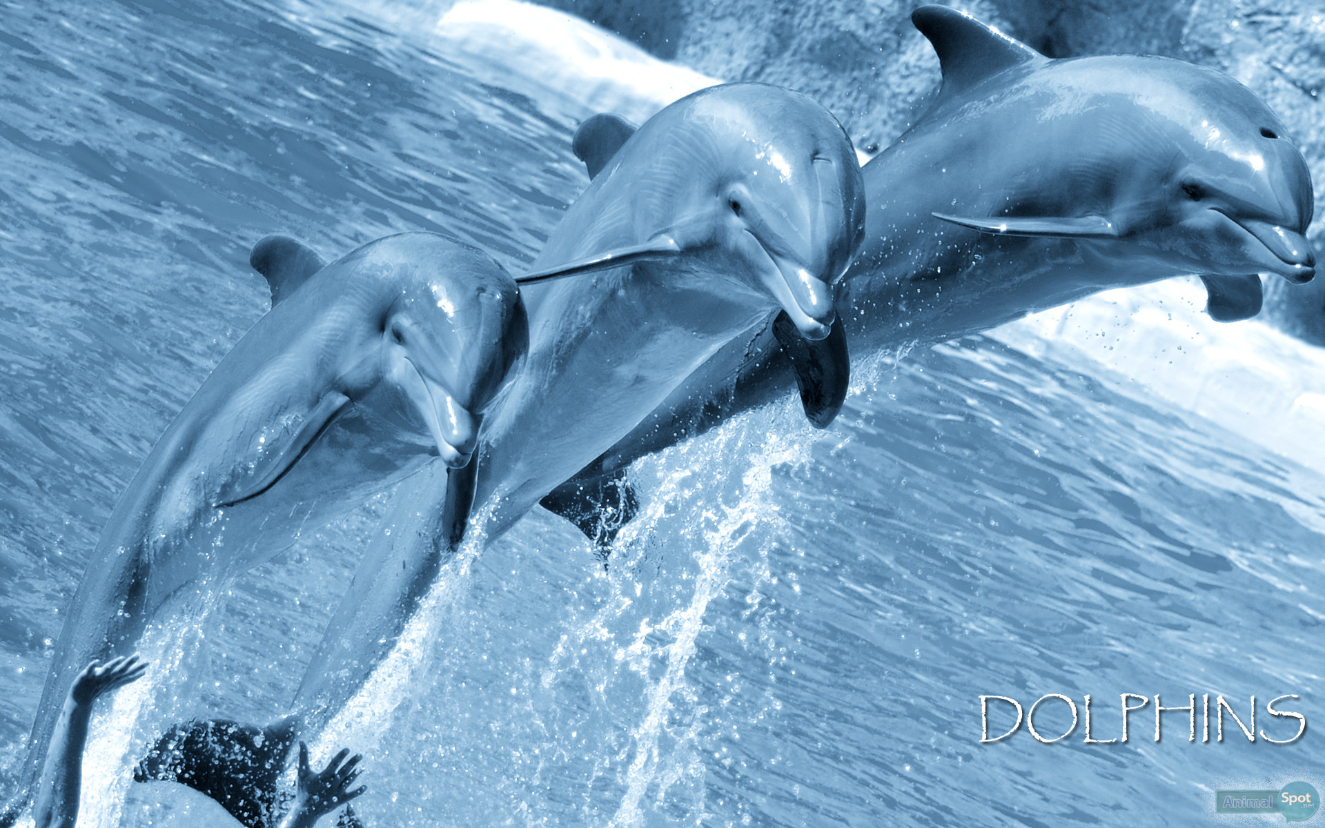 1920x1200 Best Dolphin Wallpapers and Backgrounds