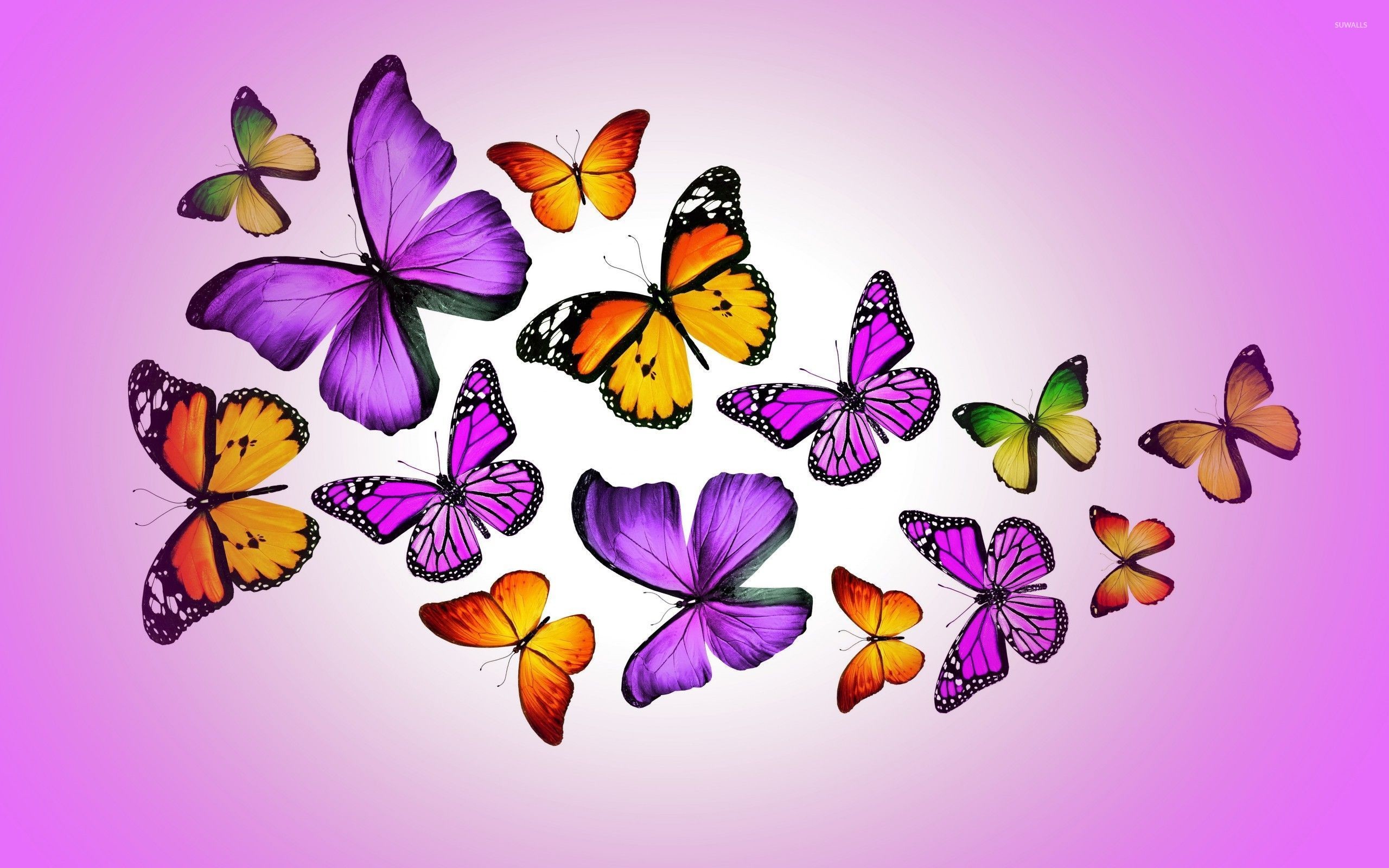 2560x1600 Orange and purple butterflies wallpaper  jpg