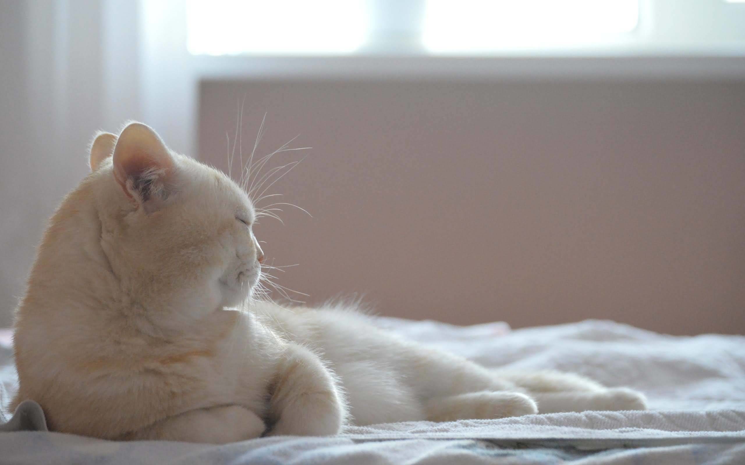 2560x1600 Most Fantastic White Cat On A Large White Bed Full HD Wallpaper