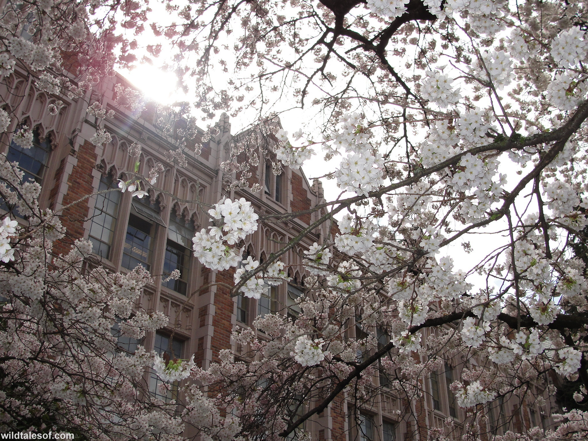 2048x1536 University of Washington Cherry Blossoms