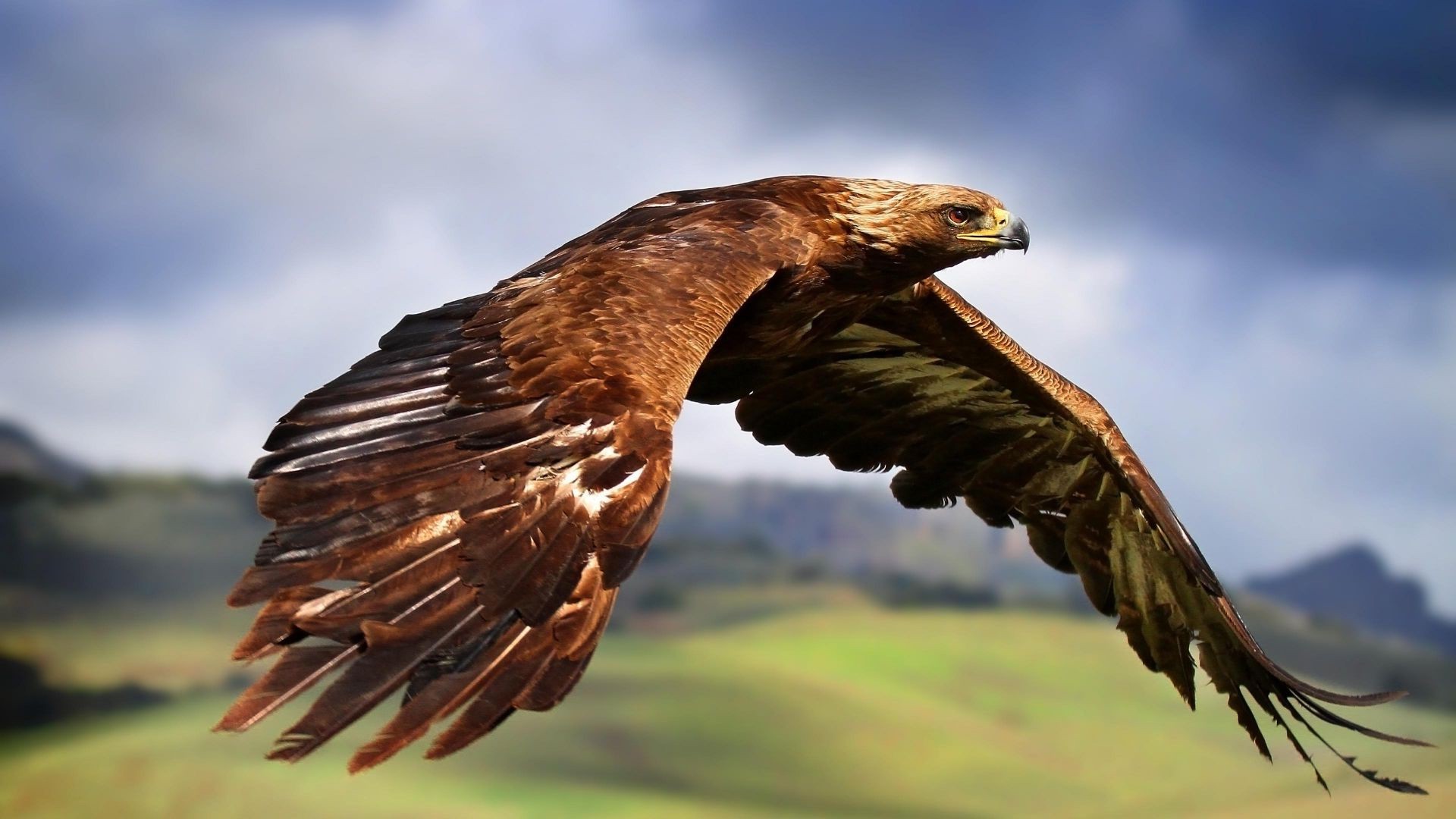 1920x1080 desktop pics of eagles flying