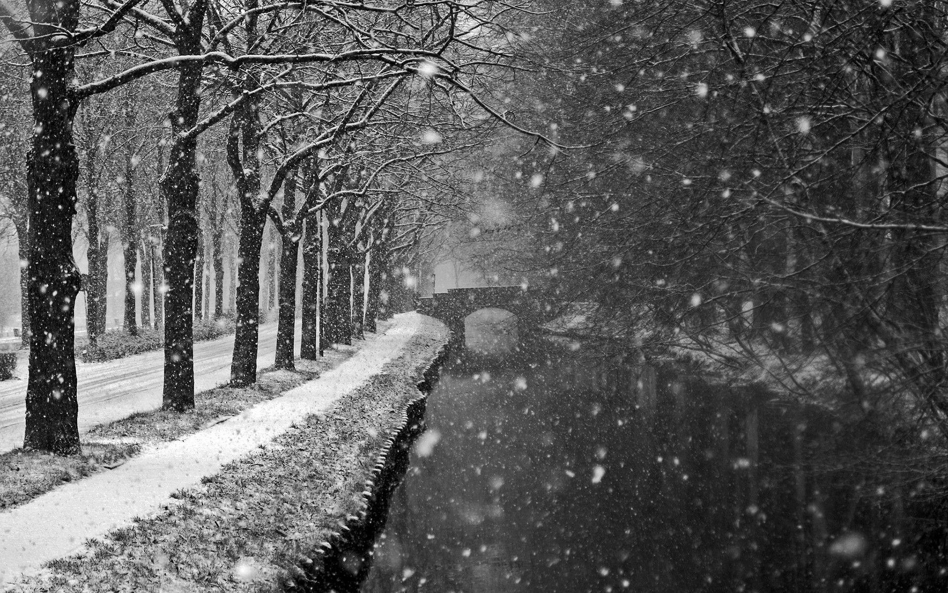 1920x1200 Landscapes winter trees snow flakes storm blizzard wallpaper .