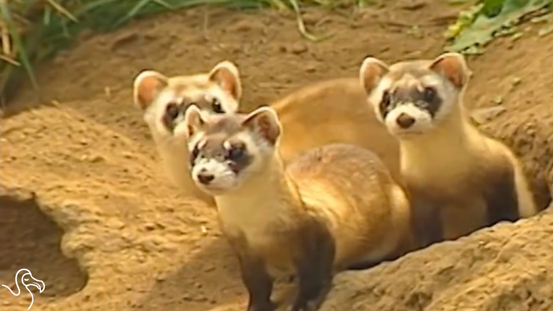 1920x1080 Peanut butter-covered M&Ms could save wild ferrets from extinction