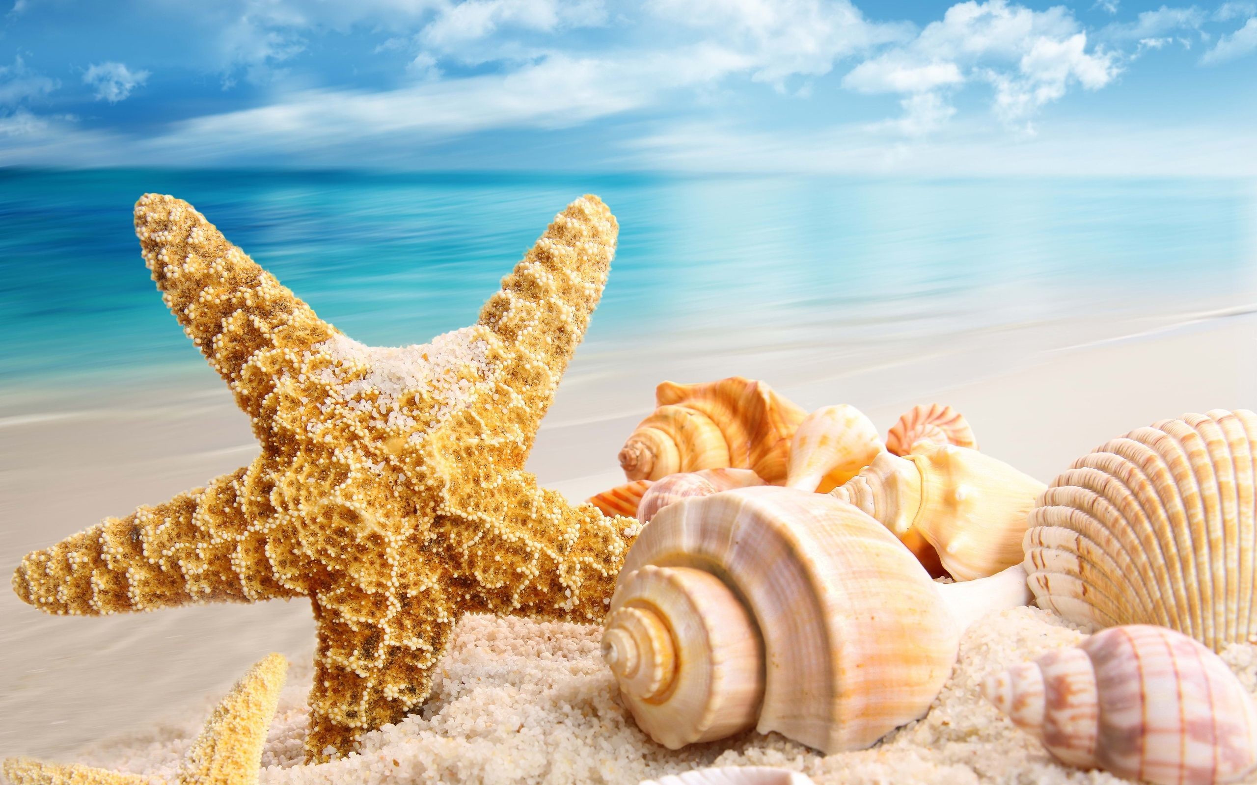 2560x1600 Beach Shells Wallpaper - Bing Images