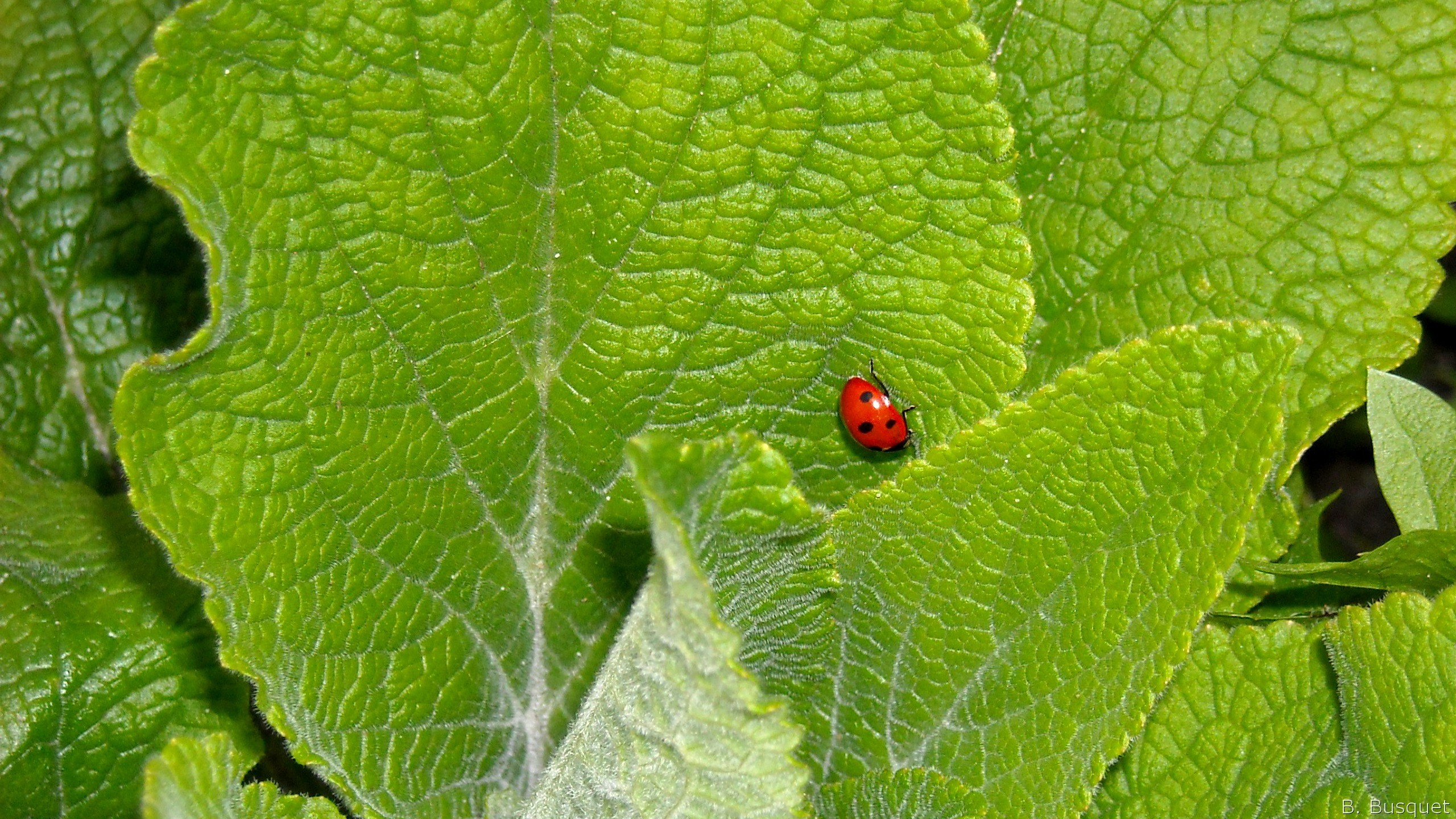 2560x1440 Ladybug on green plant